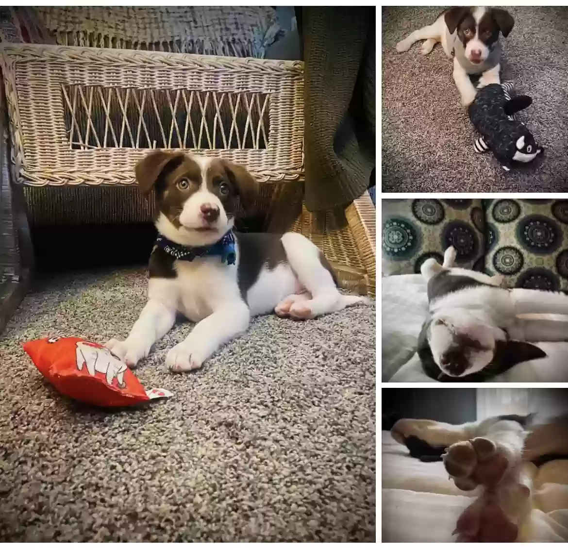 Found dog in Mauldin, SC, 29662