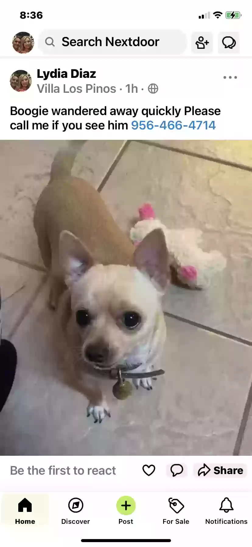 Lost dog in Brownsville, TX, 78526
