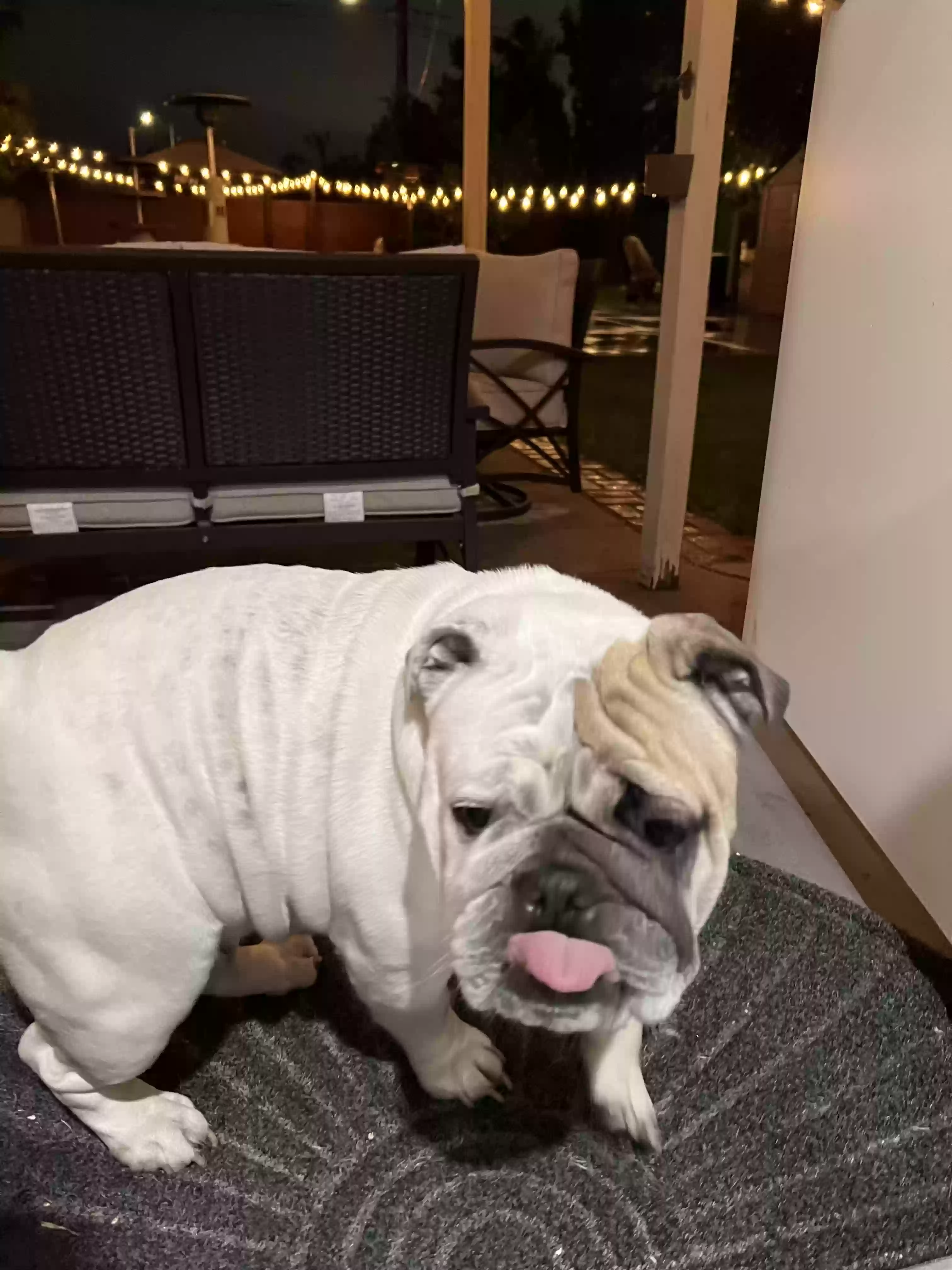 Lost dog in Pico Rivera, CA, 90660
