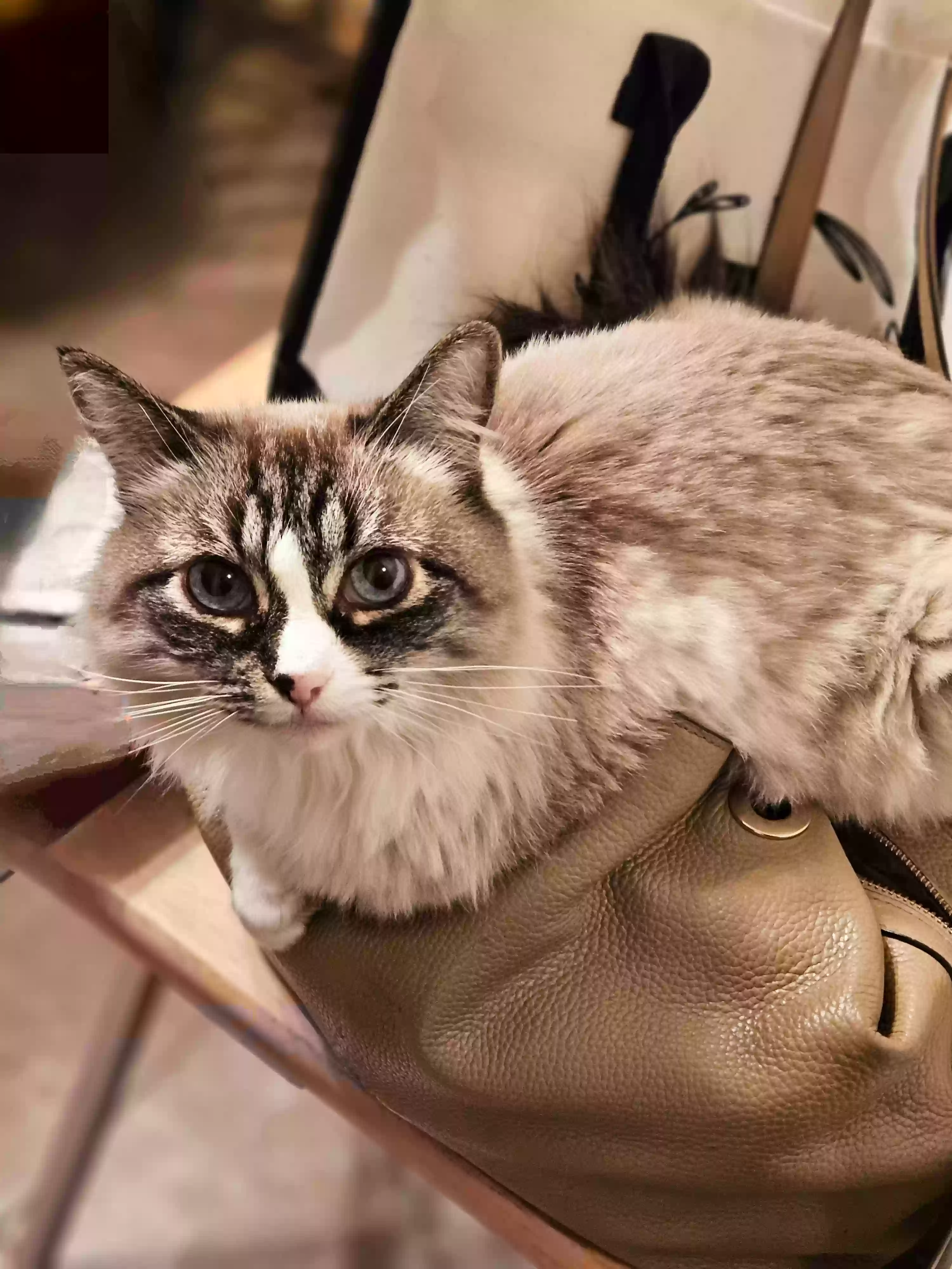 Lost cat in Rio Rancho, NM, 87124