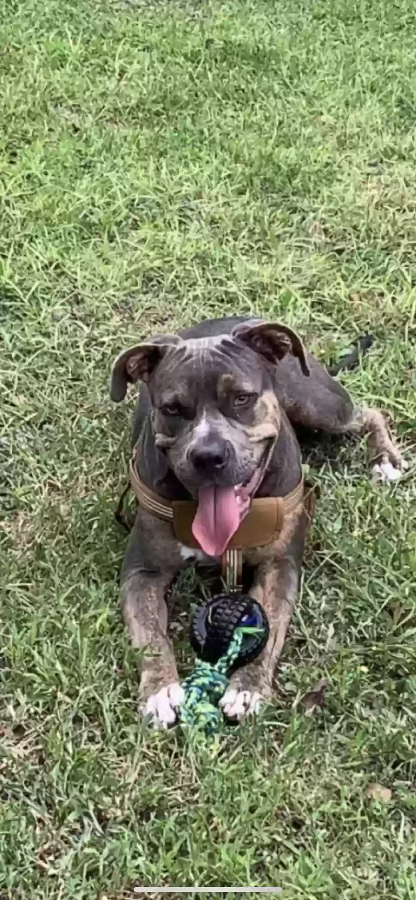 Lost dog in Corpus Christi, TX, 78405