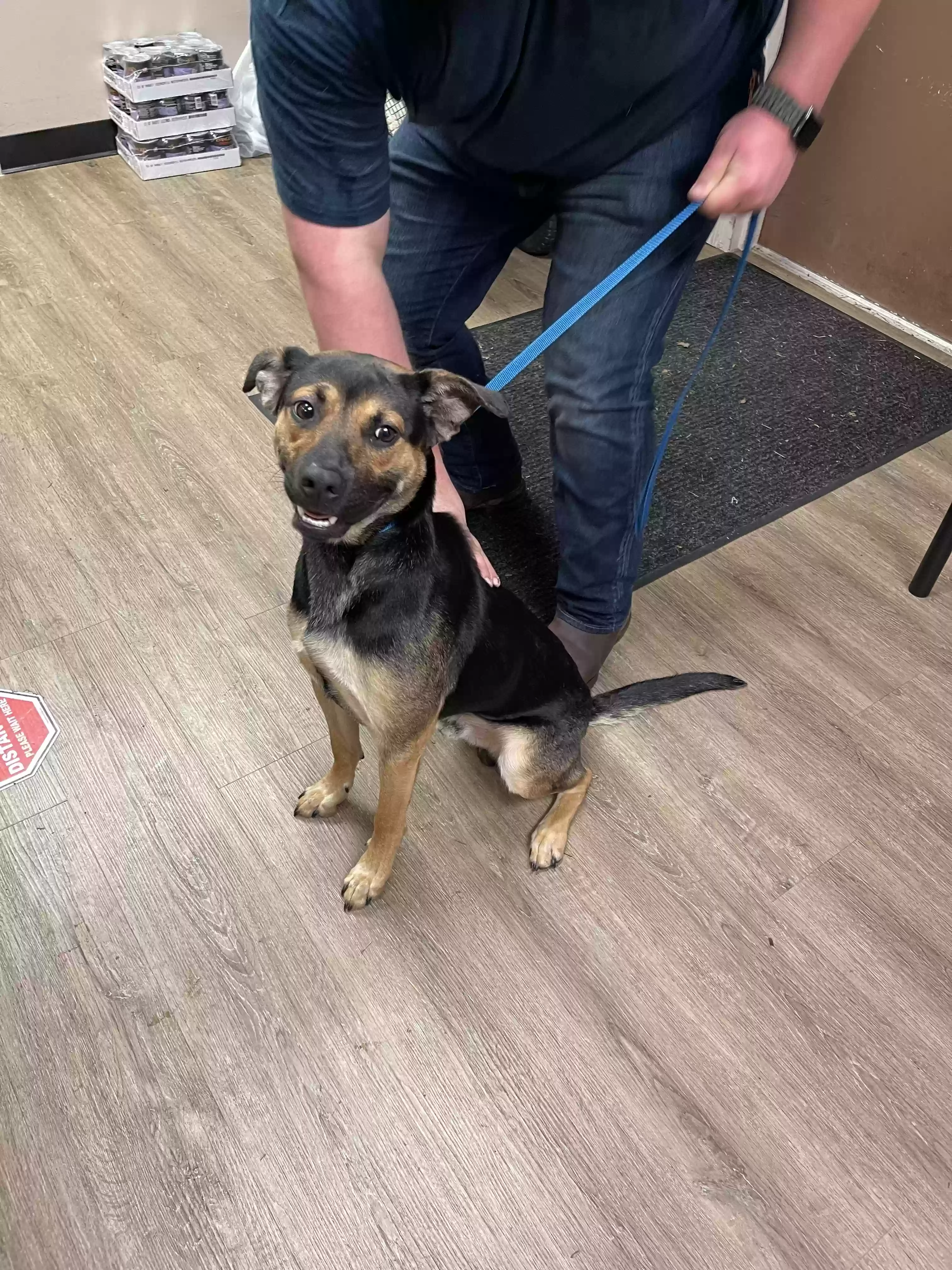 Found dog in Senoia, GA, 30276
