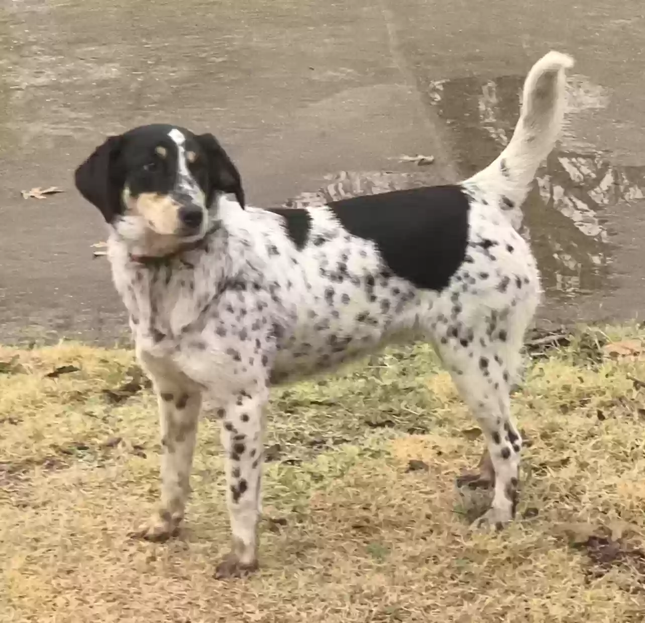 Lost dog in Dallas, TX, 75232