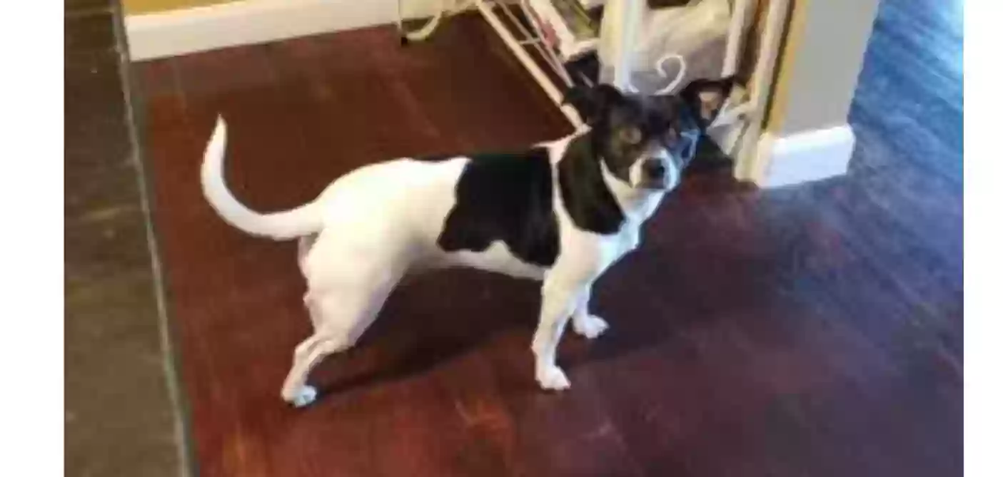 Lost dog in Cincinnati, OH, 45238