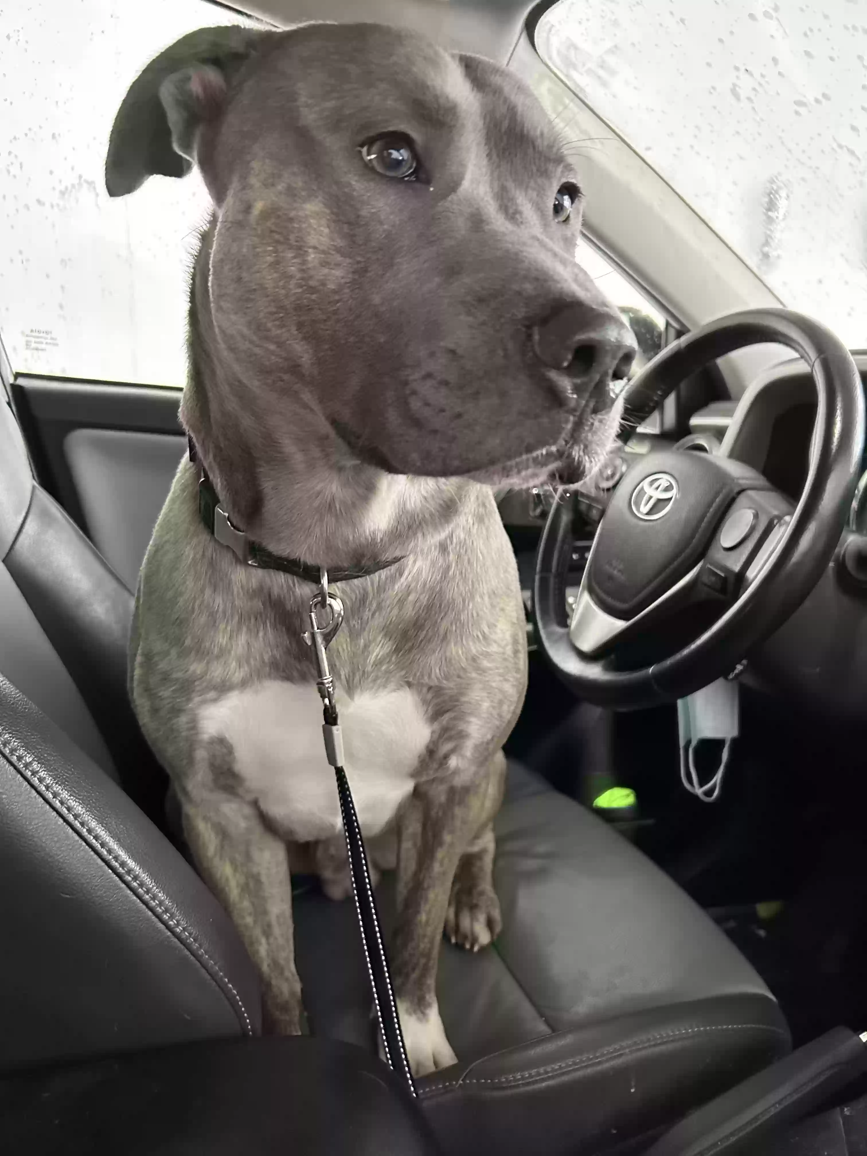 Lost dog in Saint Paul, MN, 55130