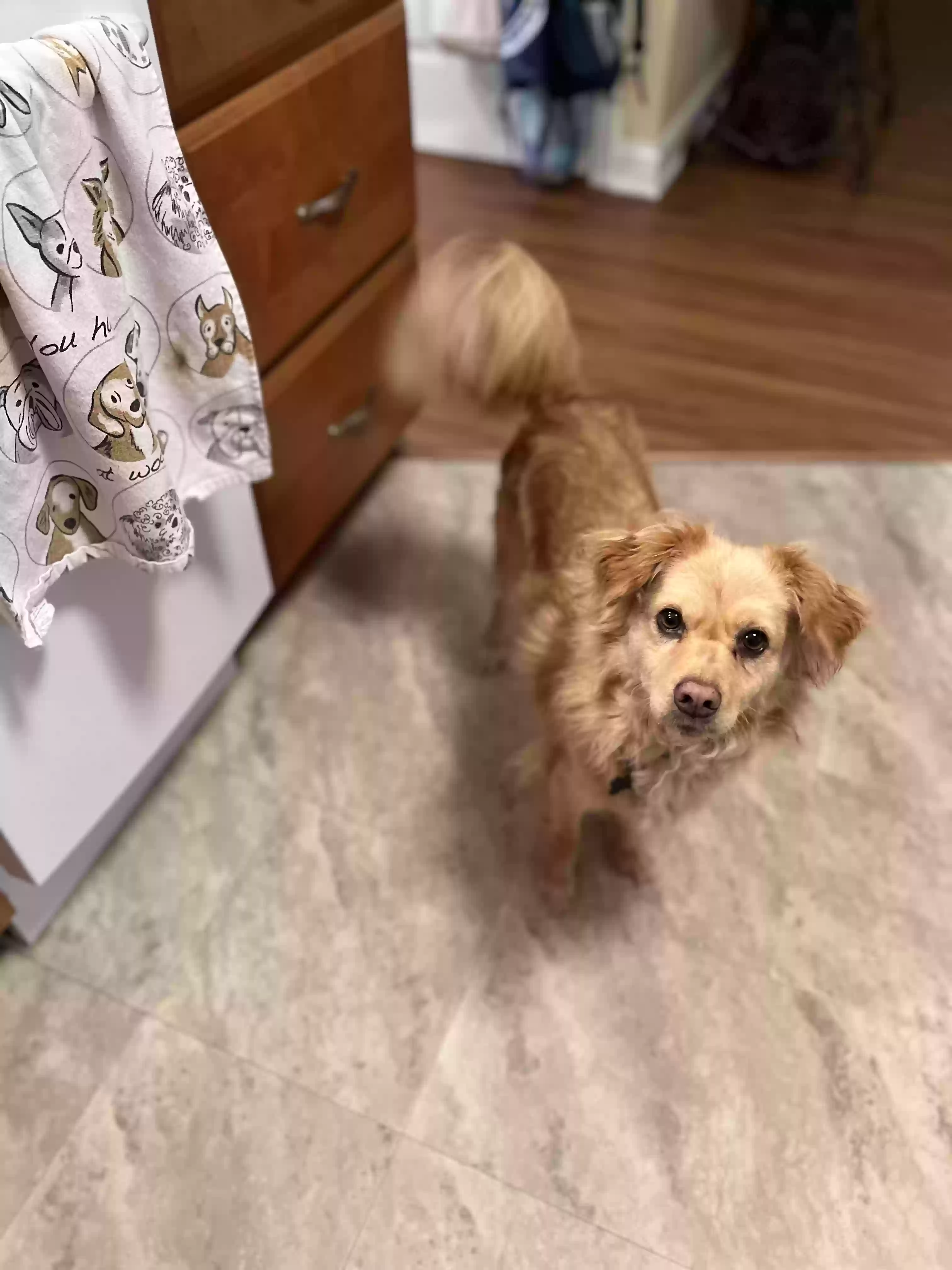 Lost dog in Oberlin, OH, 44074