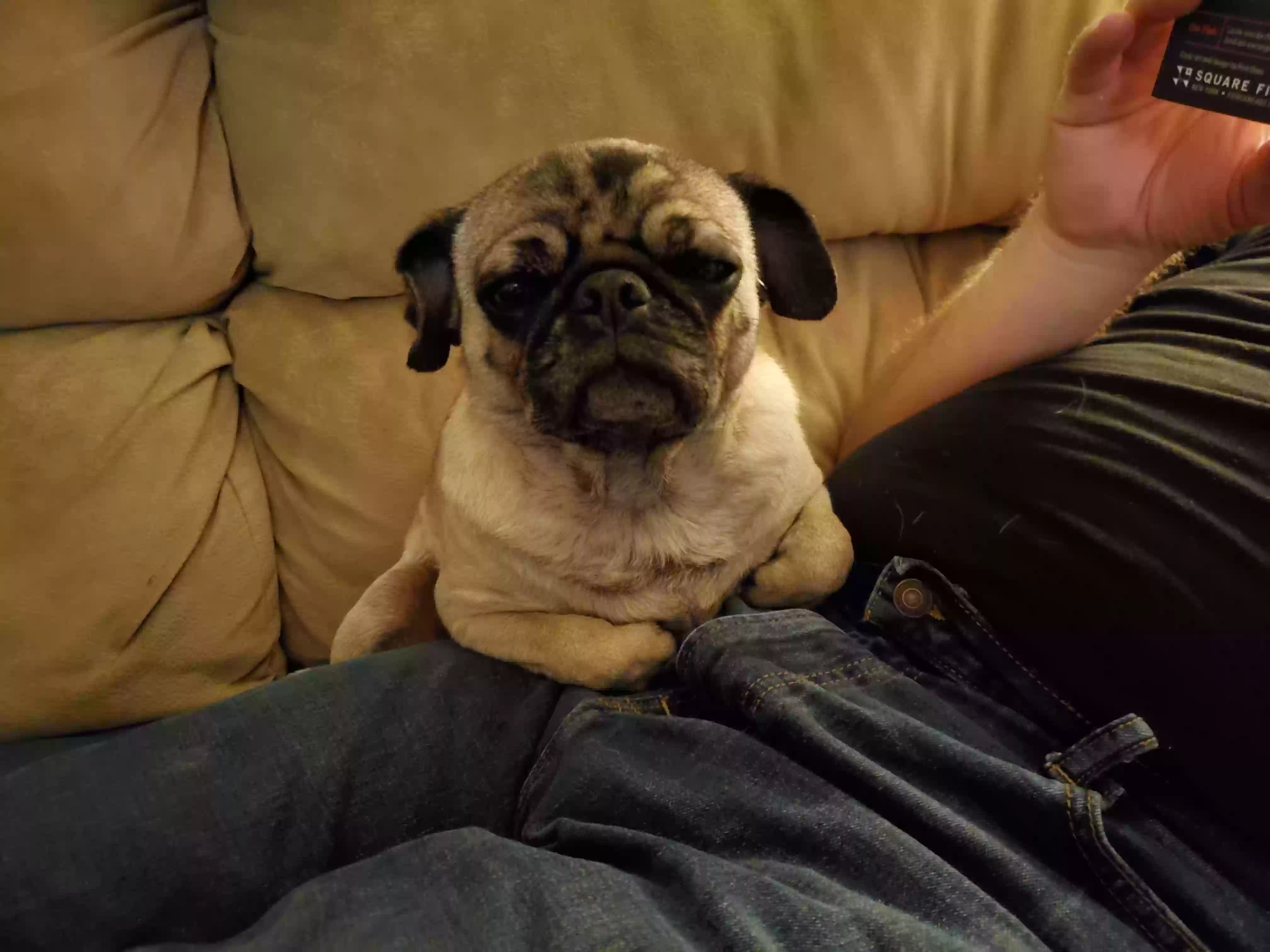 Lost dog in Provo, UT, 84606