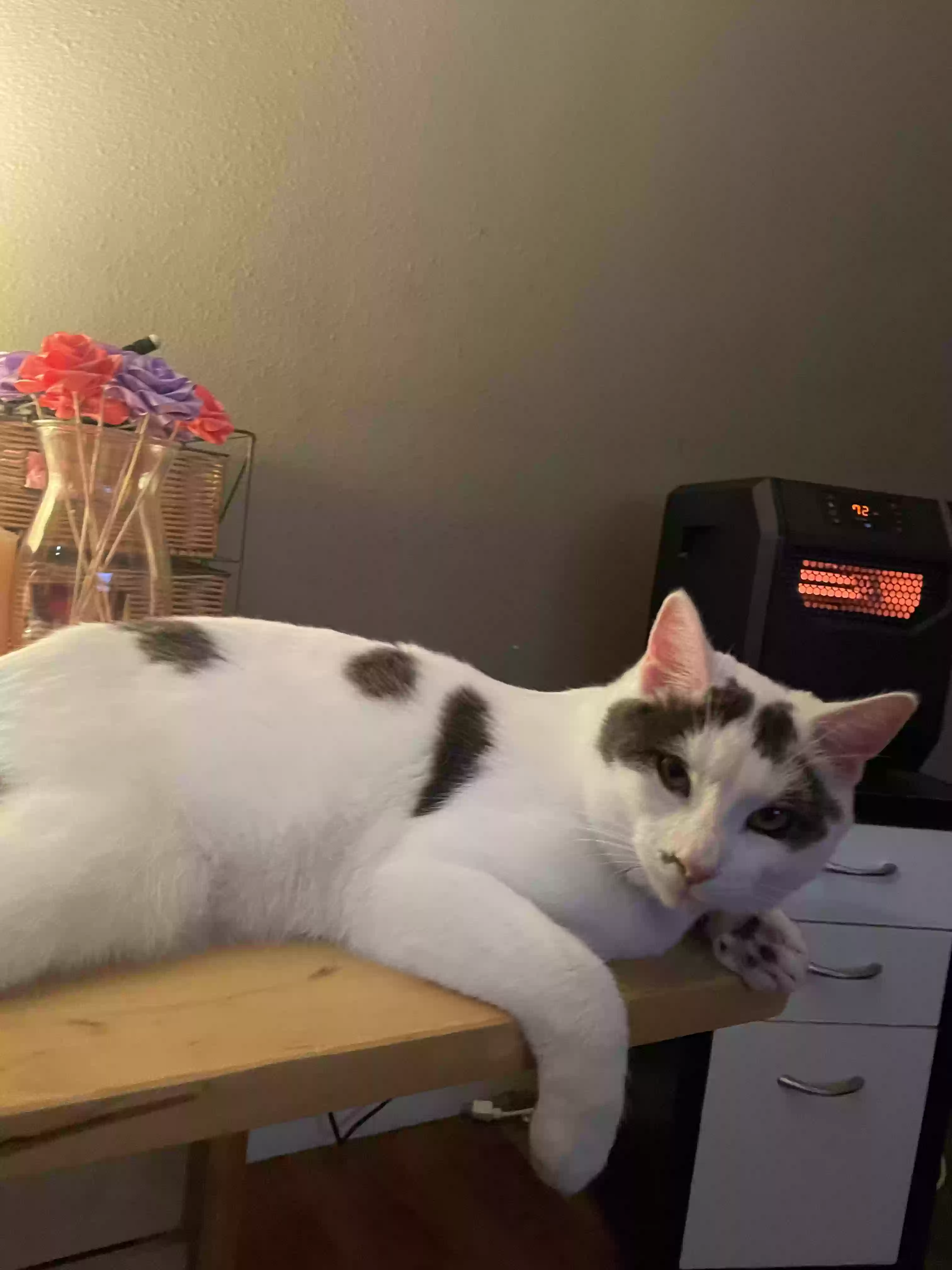 Lost cat in Seattle, WA, 98146