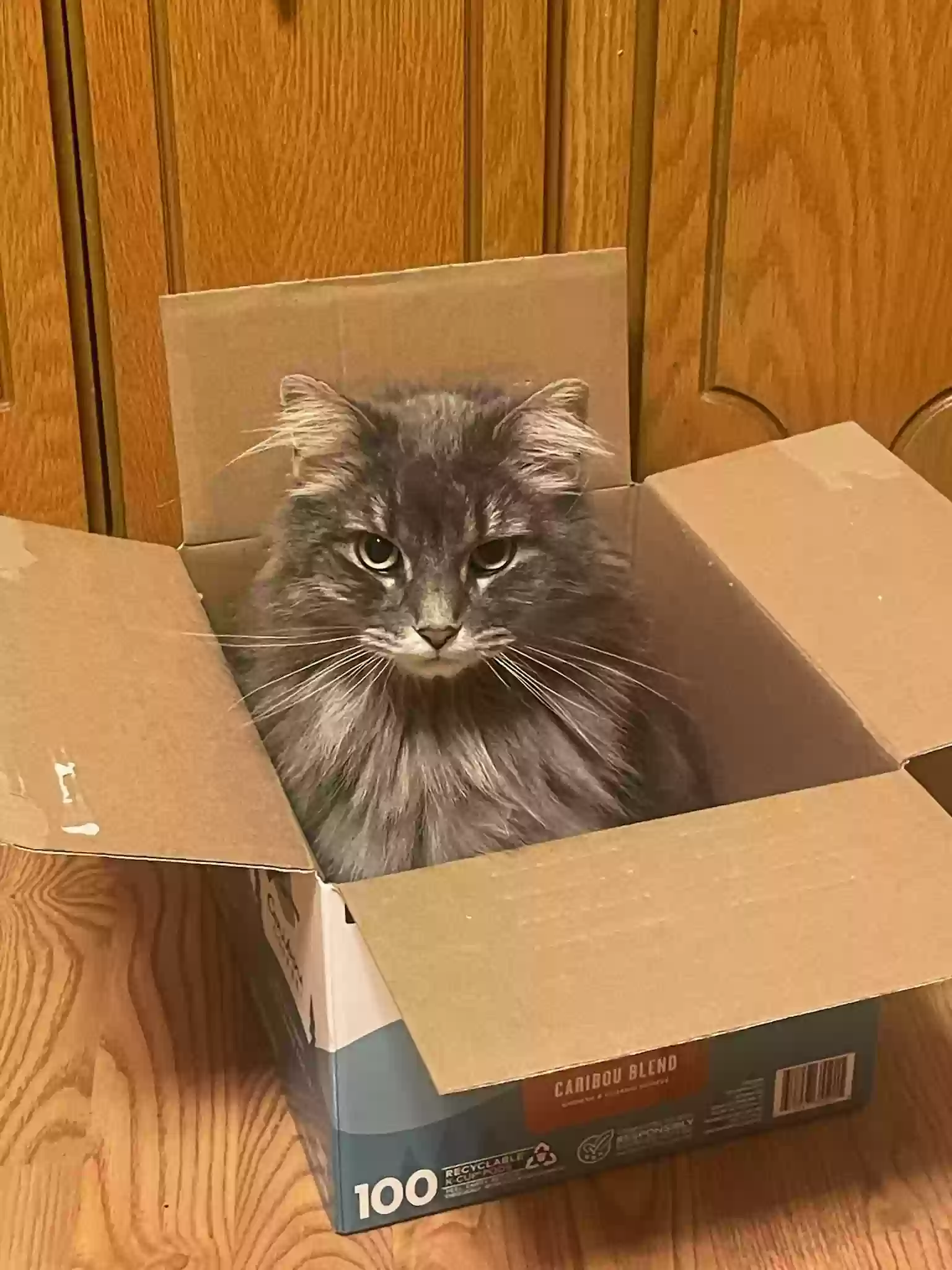 Lost cat in Lindstrom, MN, 55045
