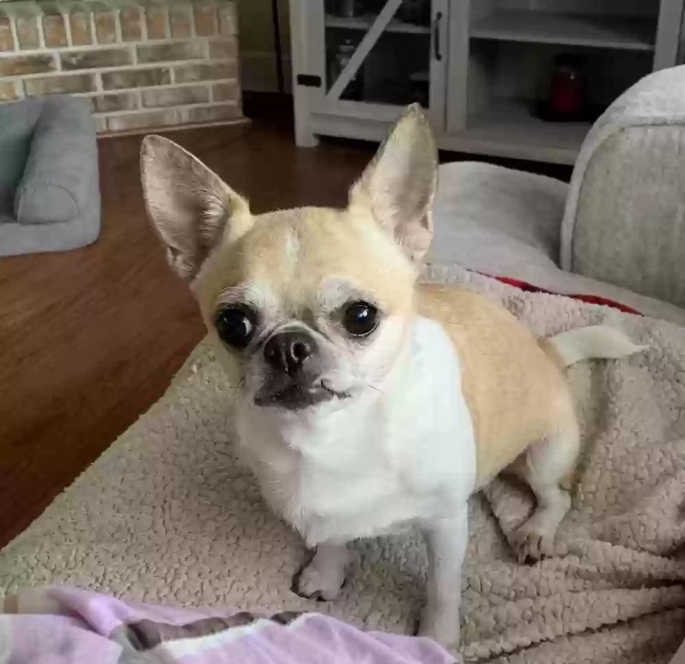 Lost dog in Apopka, FL, 32712