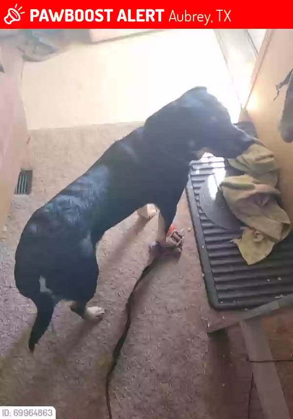 Lost dog in Aubrey, TX, 76227