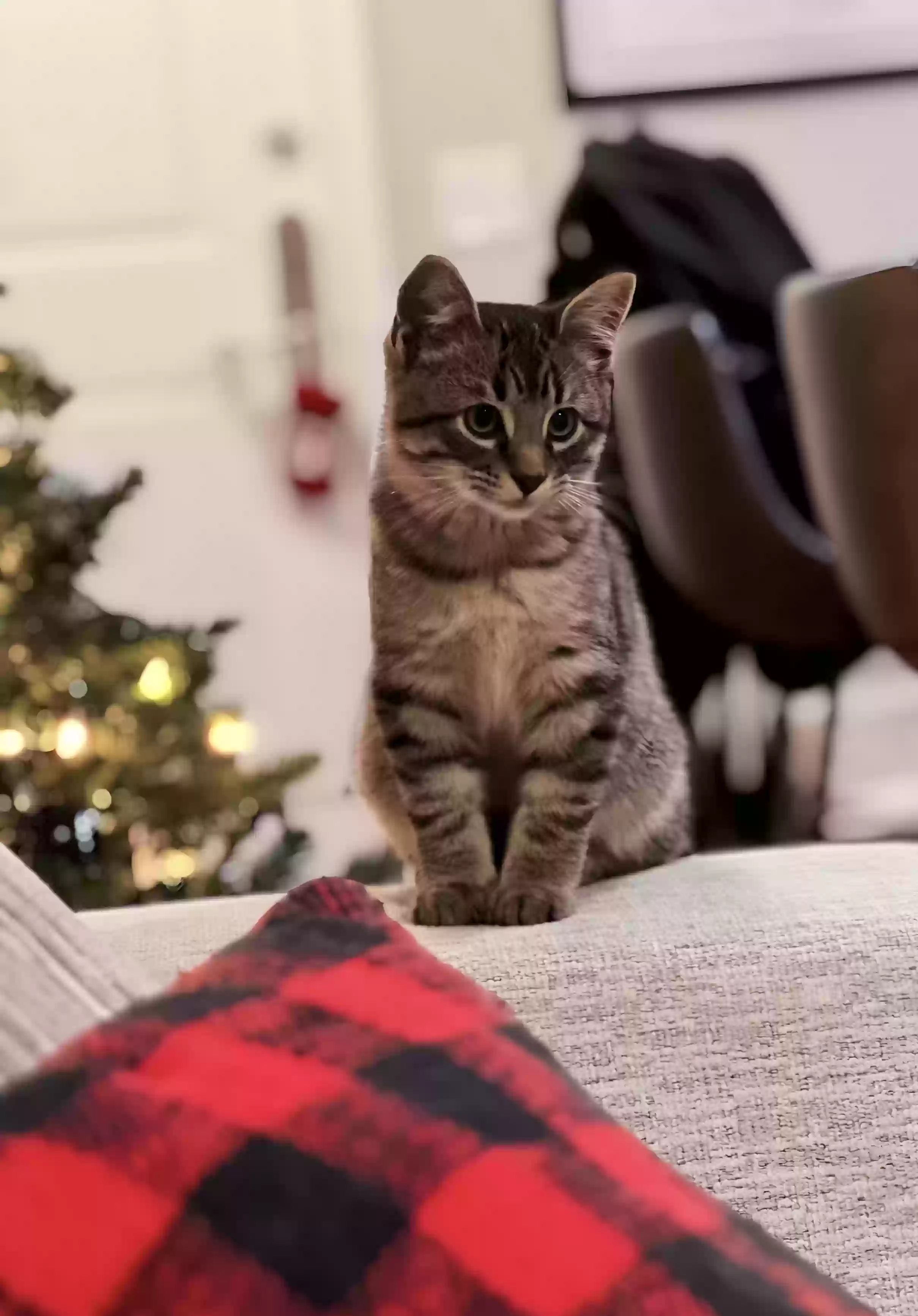 Lost cat in The Colony, TX, 75056