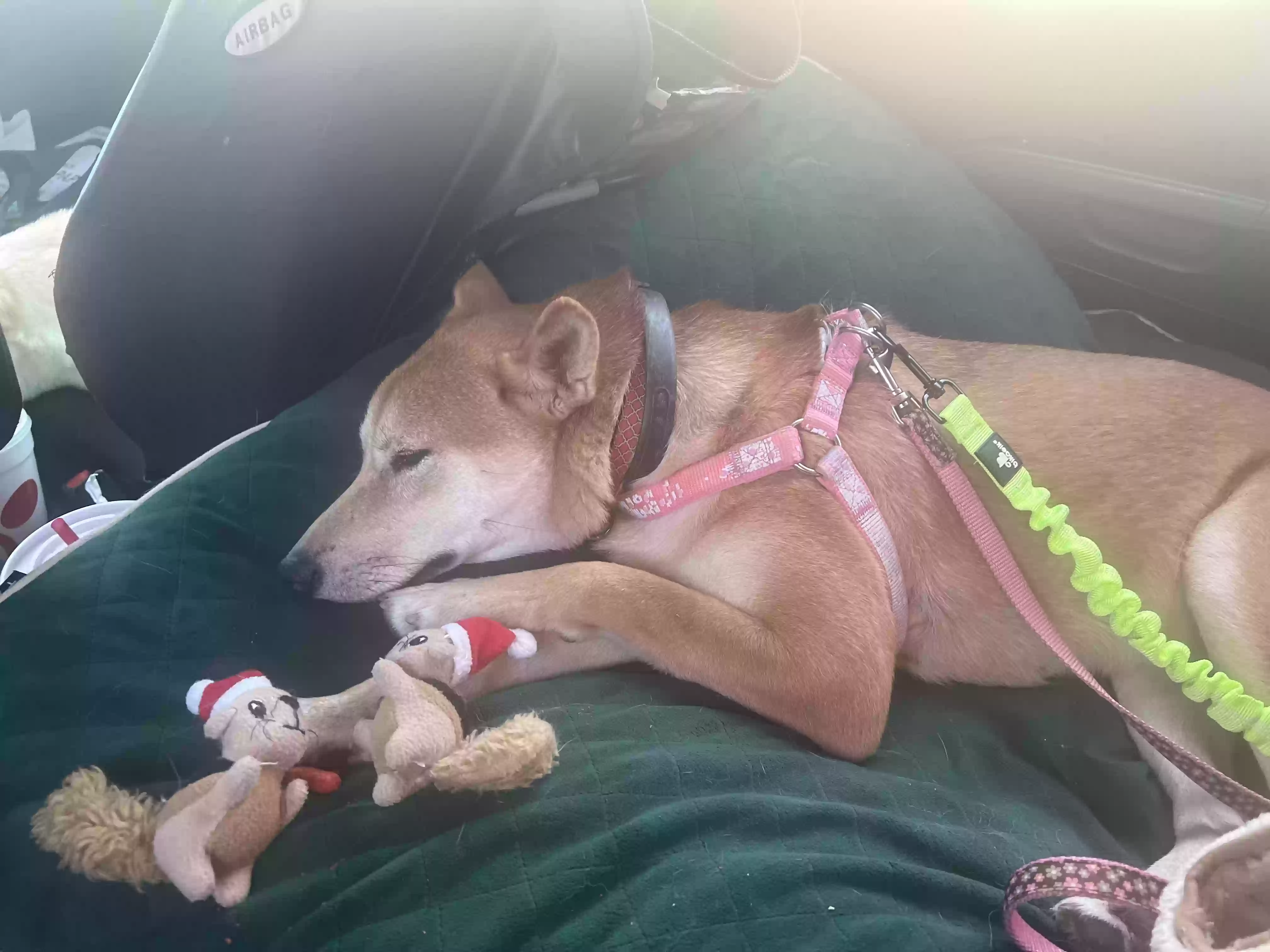 Lost dog in Harrah, OK, 73045