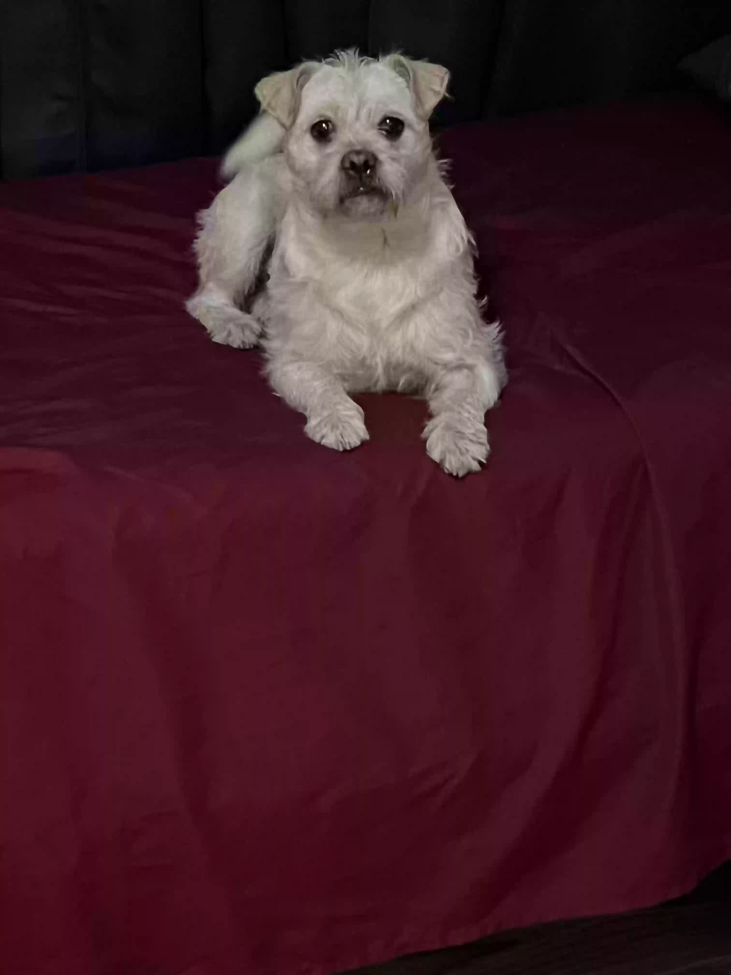 Lost dog in Los Angeles, CA, 90001