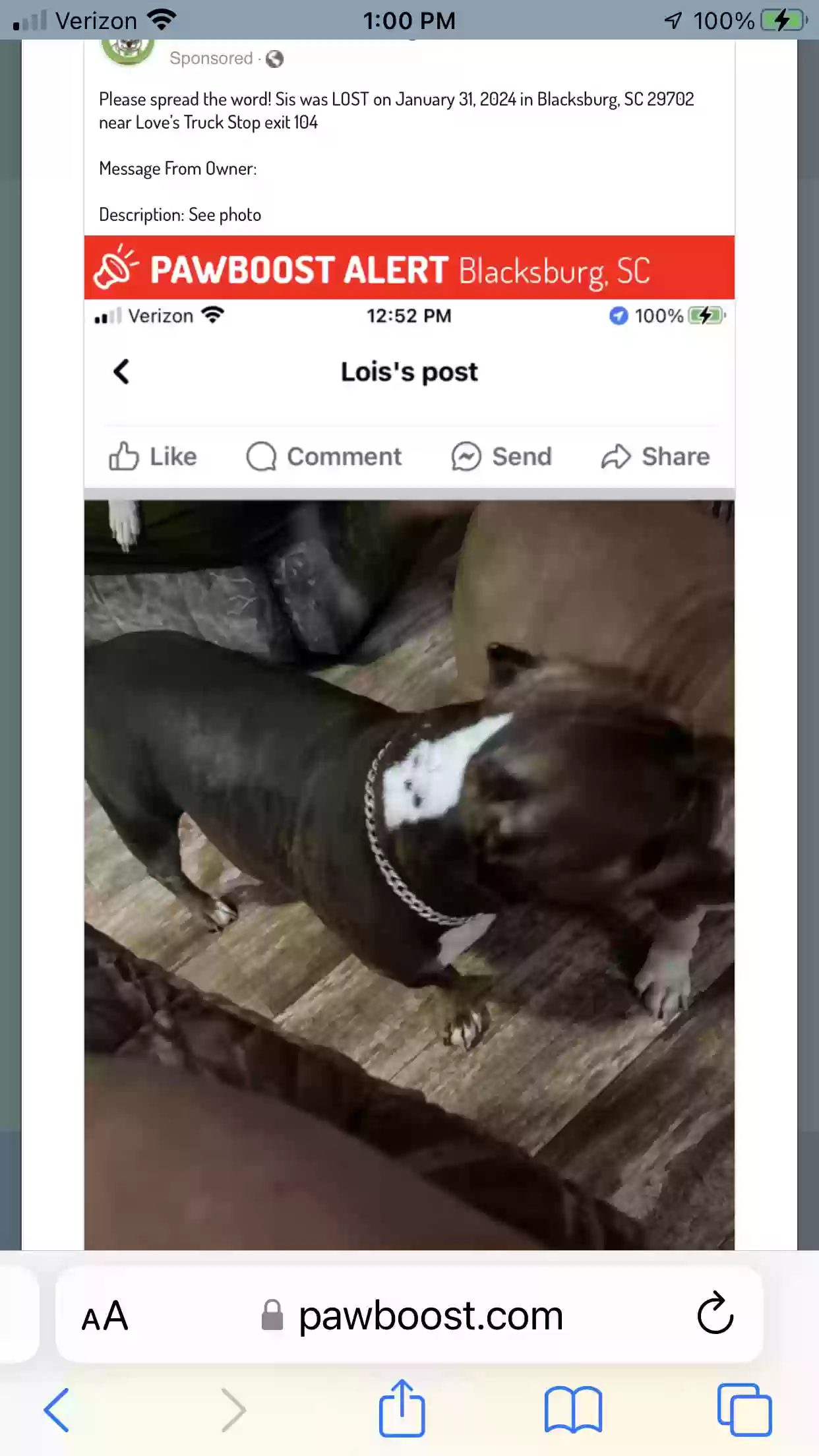 Lost dog in Murphy, NC, 28906