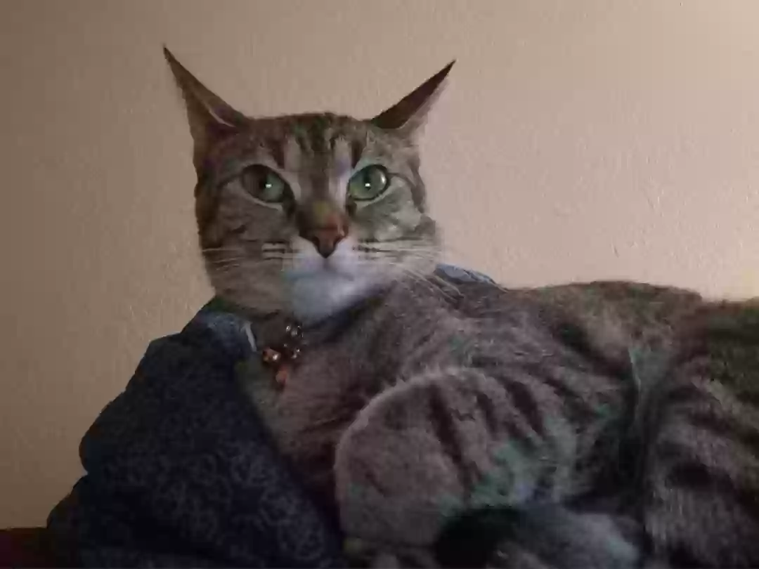 Lost cat in Abilene, TX, 79606