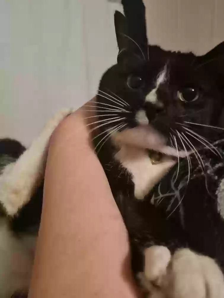 Lost cat in Manhattan, KS, 66502