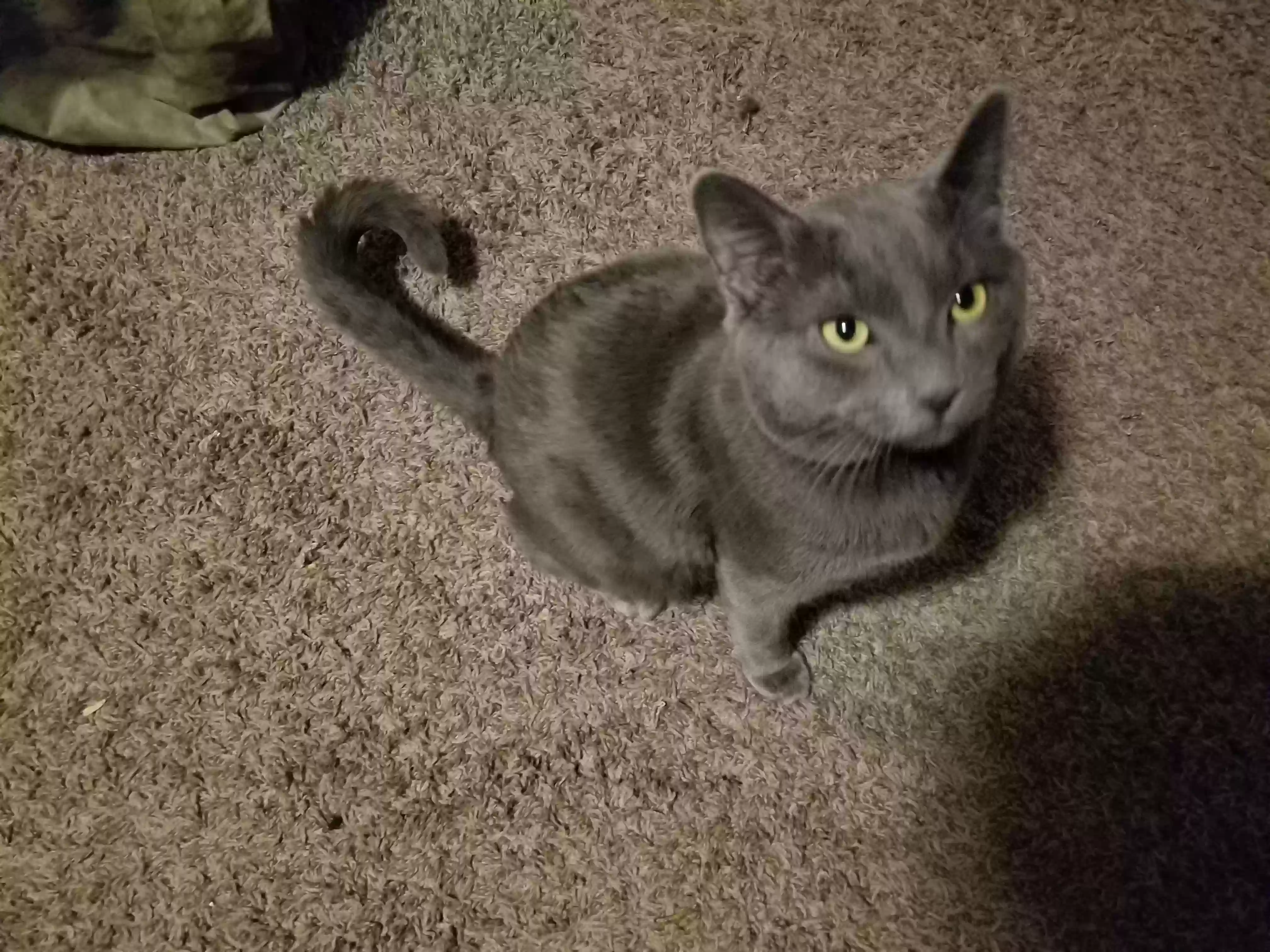 Lost cat in Spokane, WA, 99207