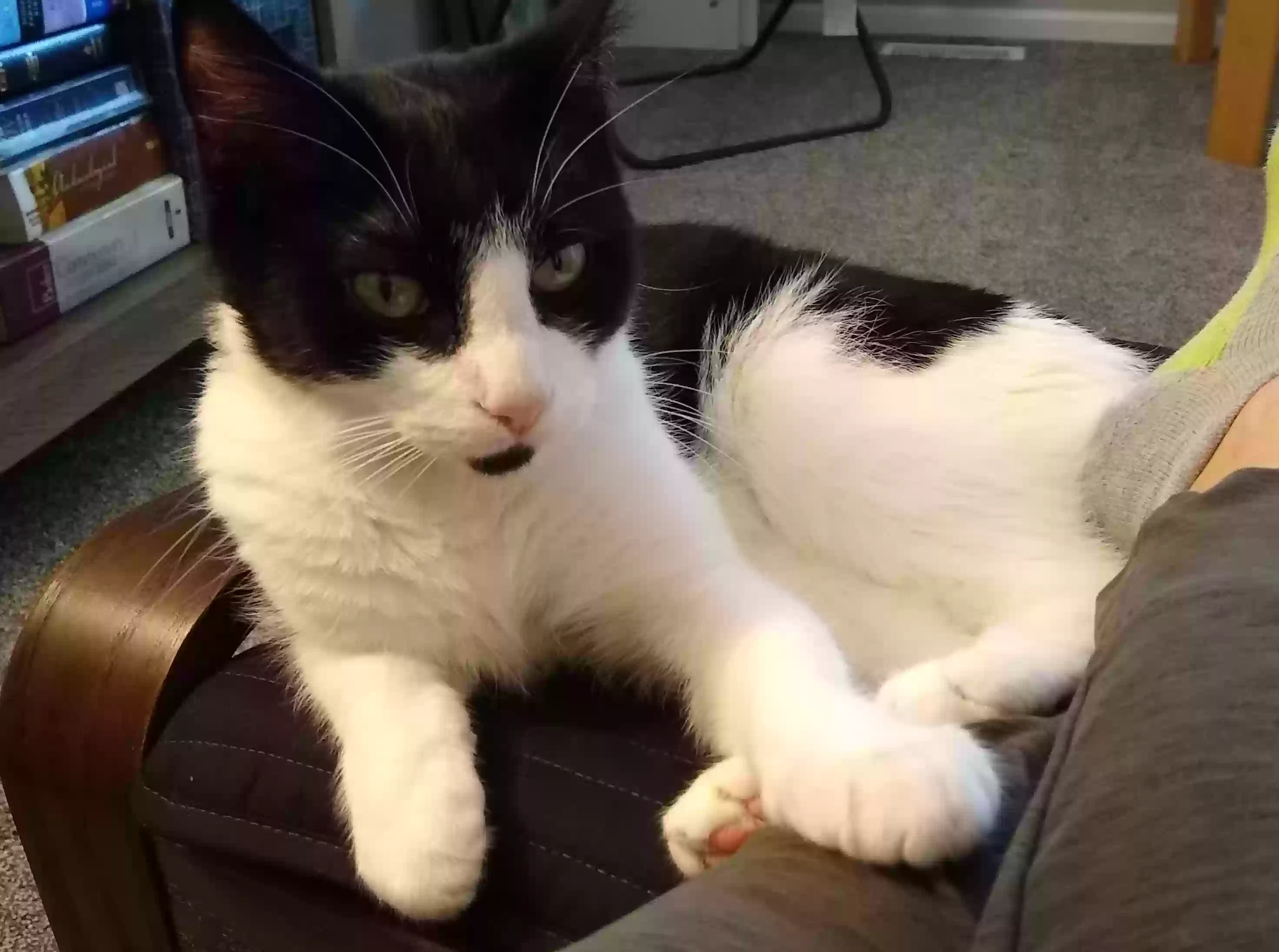 Lost cat in Virginia Beach, VA, 23464