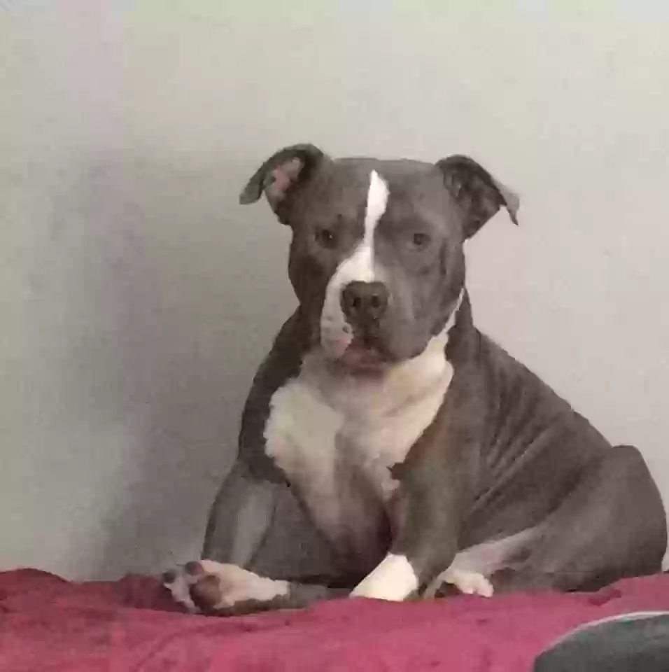 Lost dog in Corpus Christi, TX, 78404