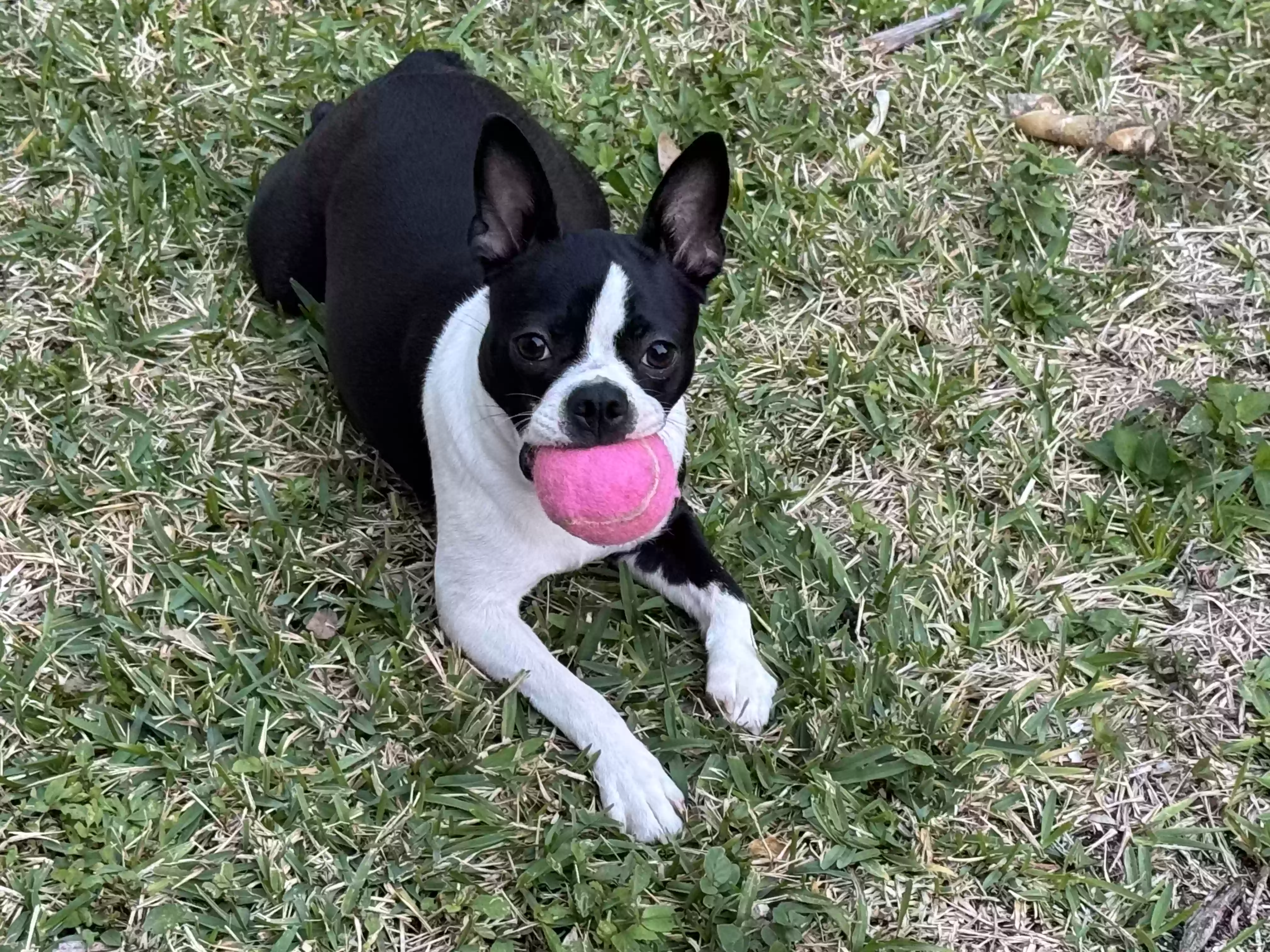 Lost dog in Hollywood, FL, 33020