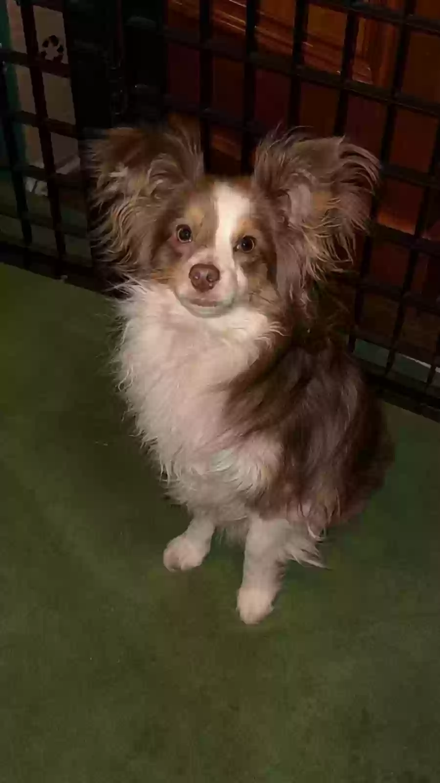 Lost dog in Charlotte, NC, 28211