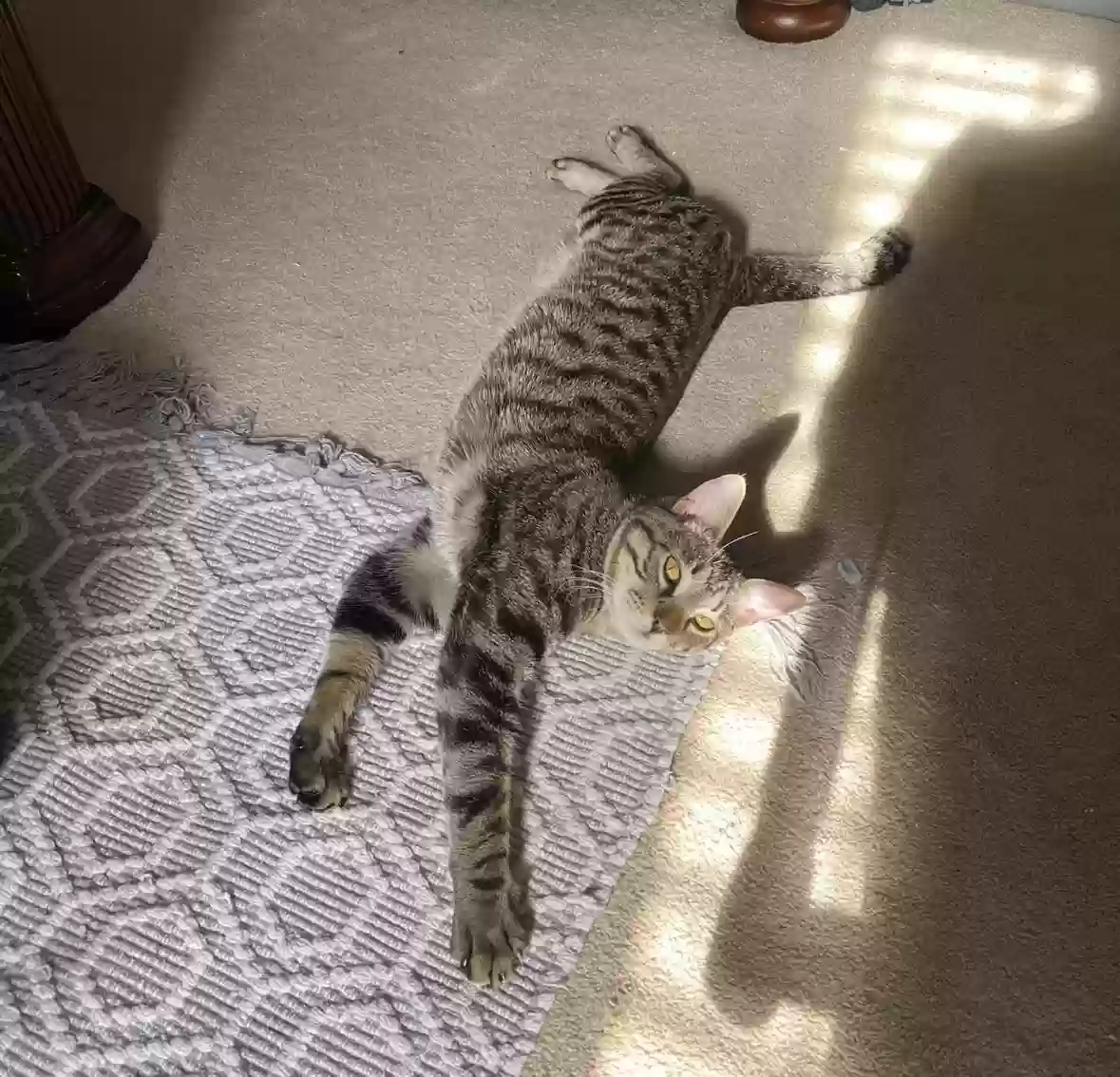 Lost cat in Newport News, VA, 23608