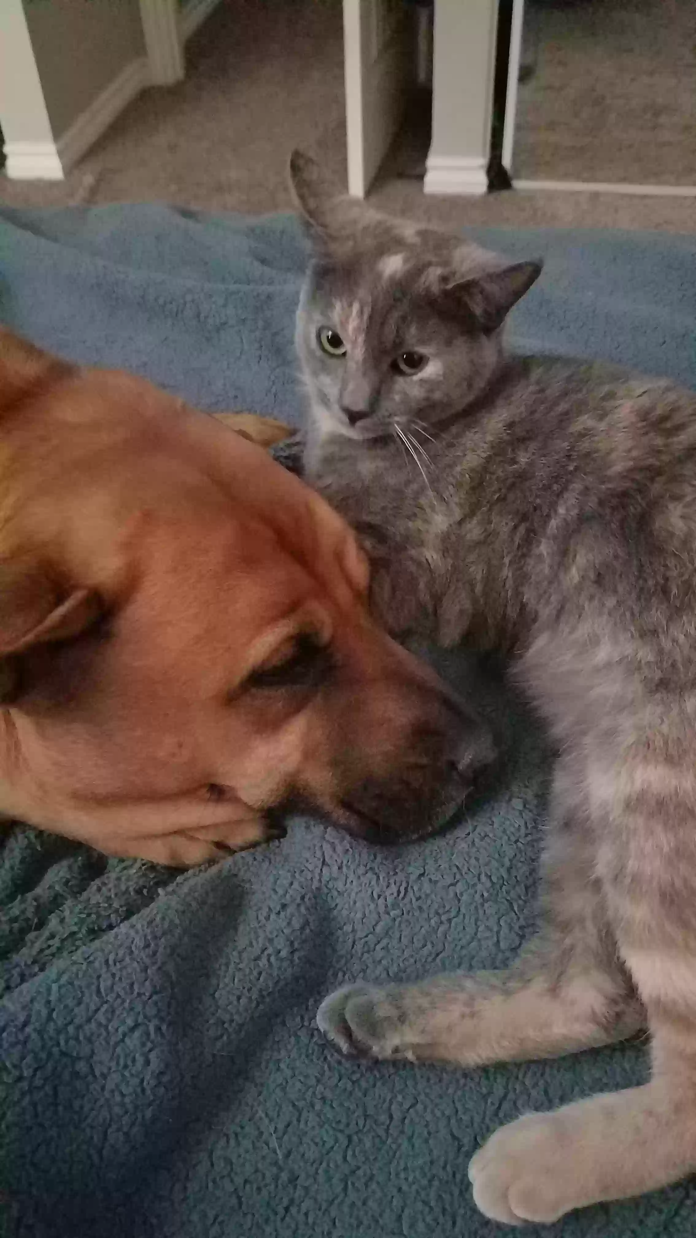 Lost cat in San Bernardino, CA, 92407