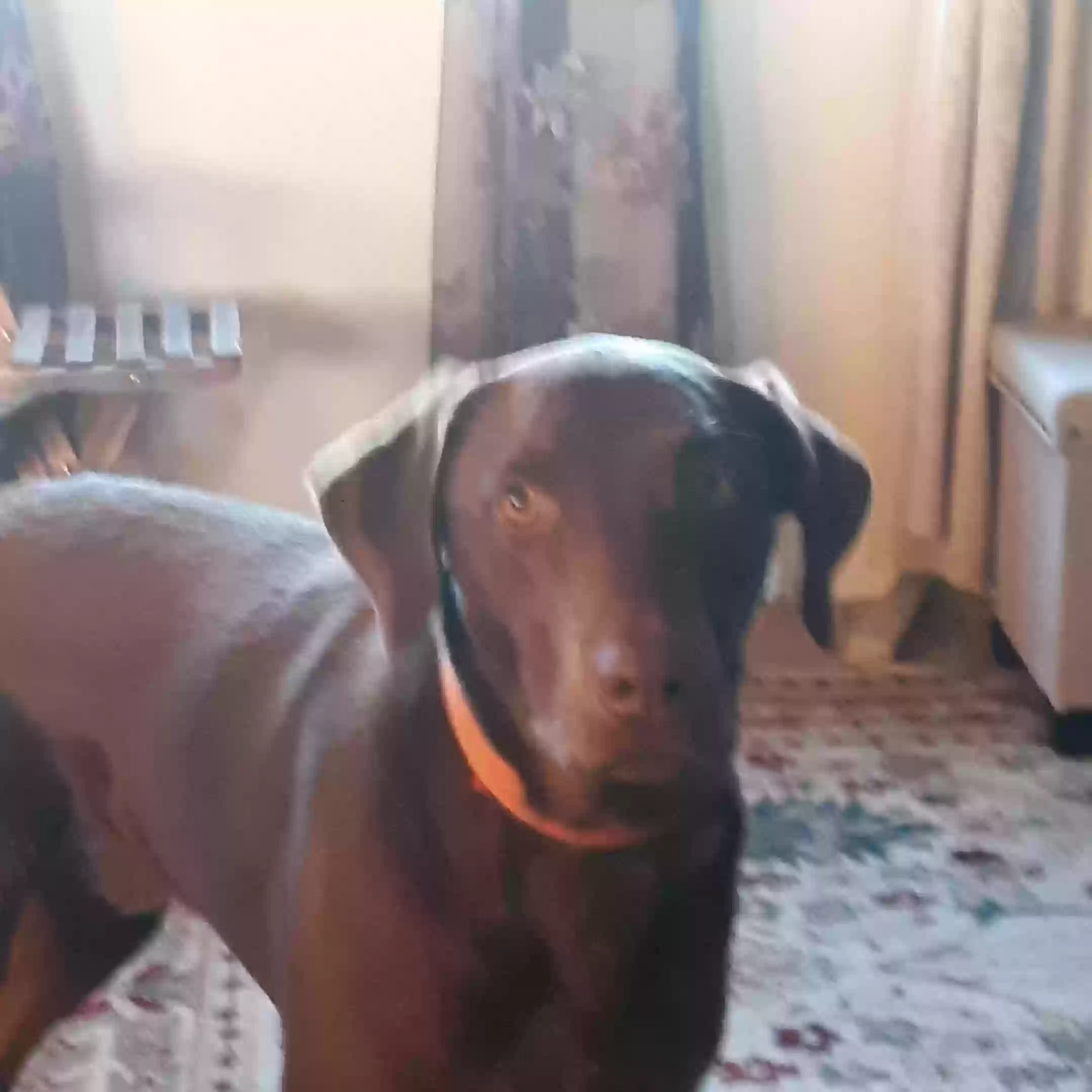 Lost dog in Redmond, OR, 97756