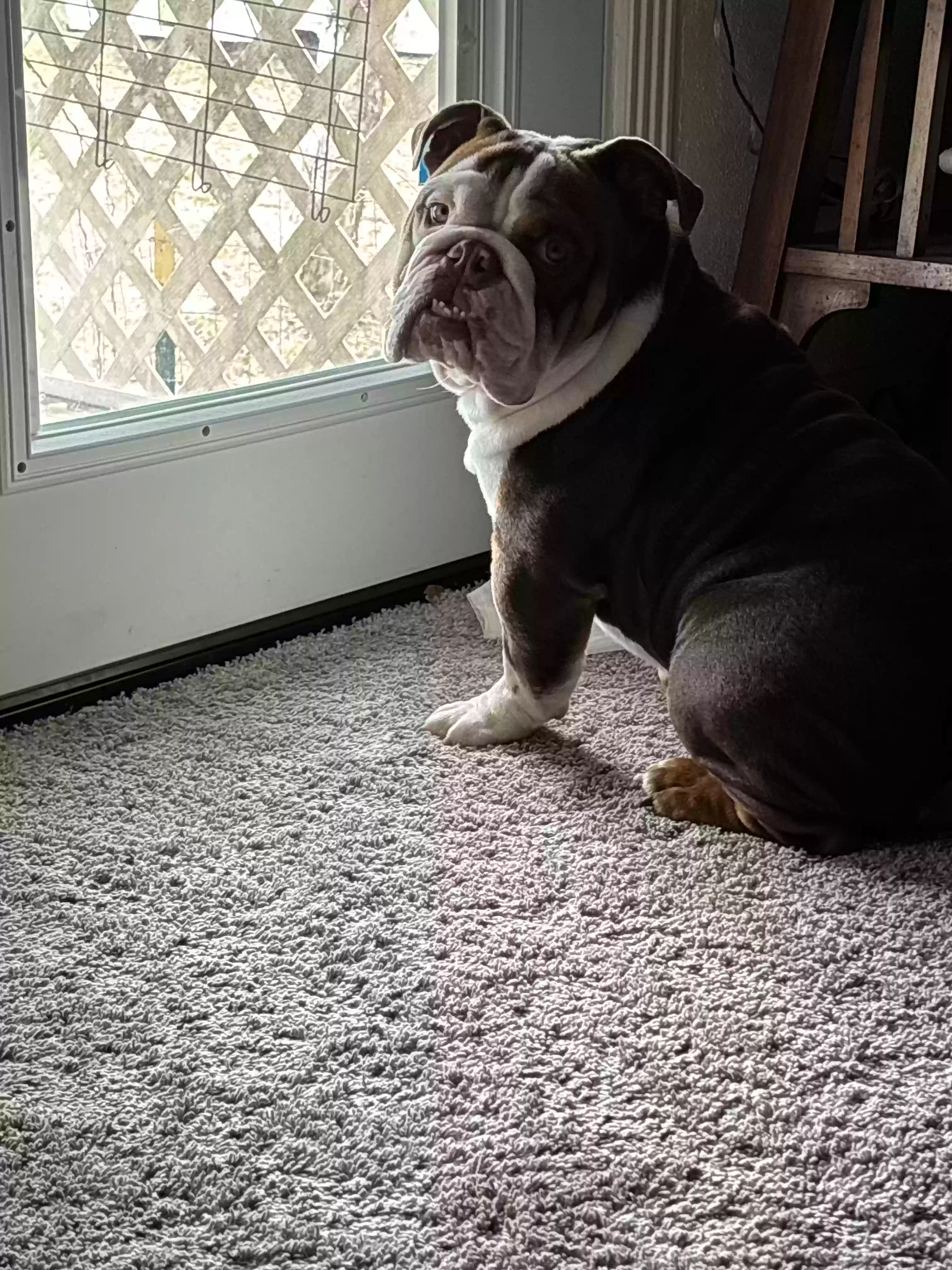 Lost dog in Splendora, TX, 77372