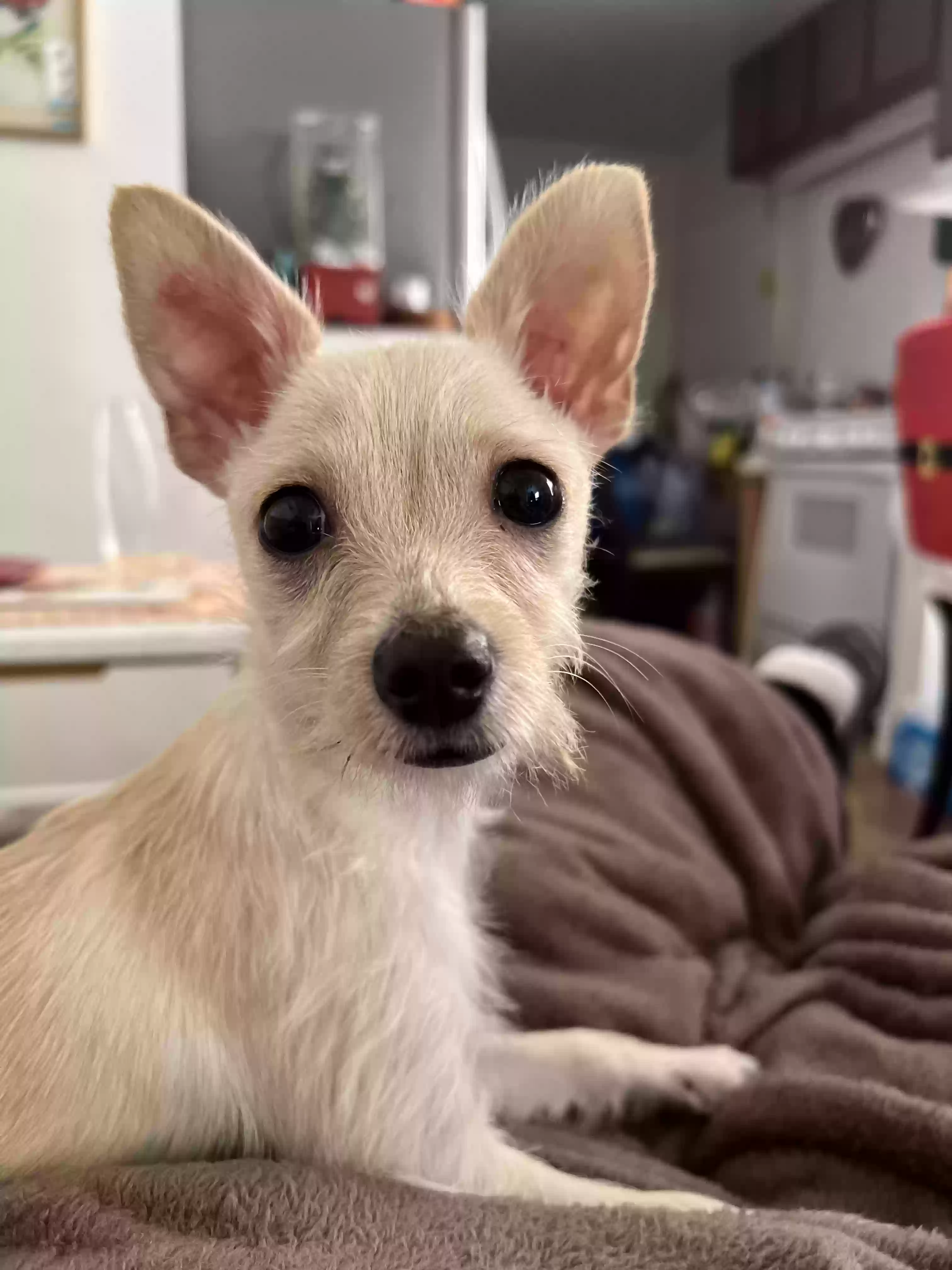 Lost dog in Gardena, CA, 90247