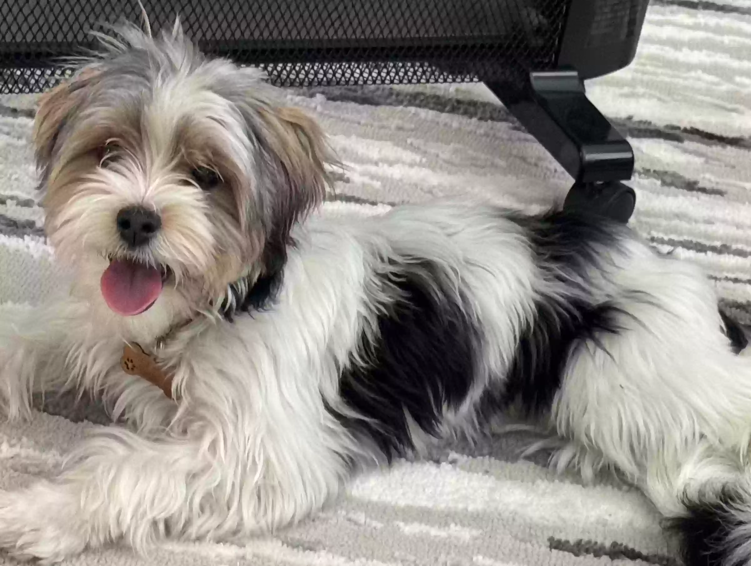 Lost dog in Sacramento, CA, 95820