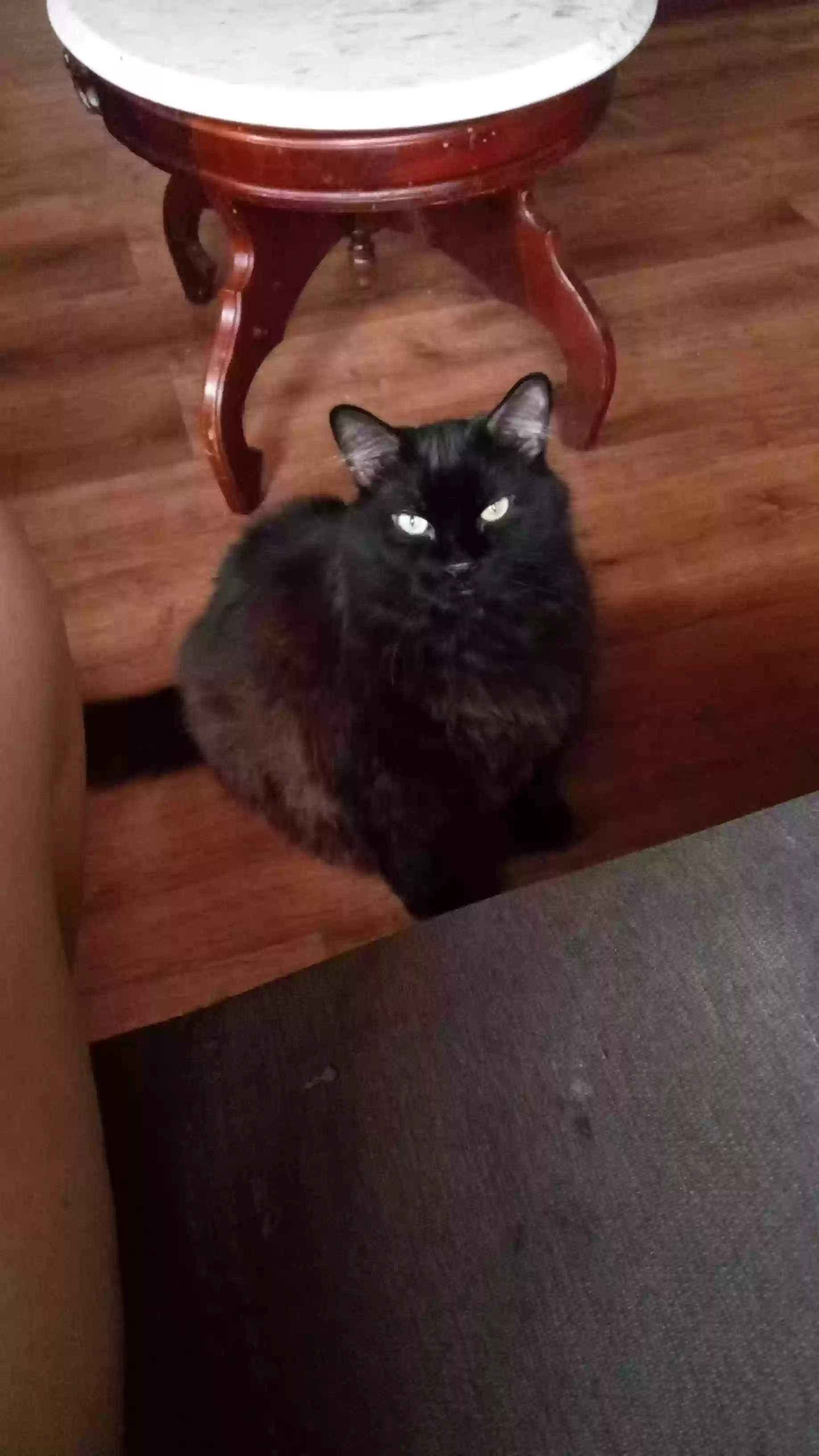 Lost cat in Smithville, TX, 78957