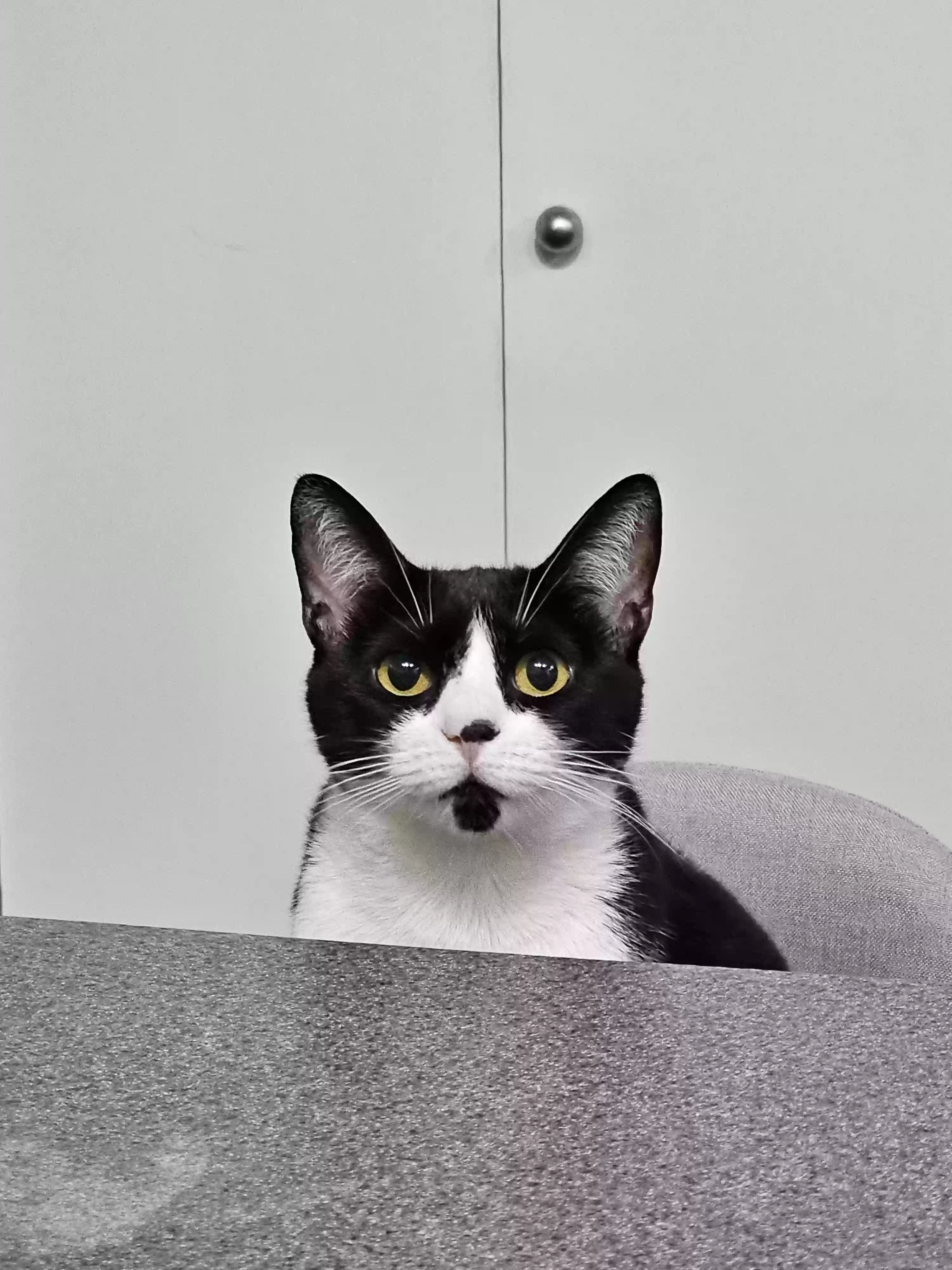 Lost cat in The Colony, TX, 75056