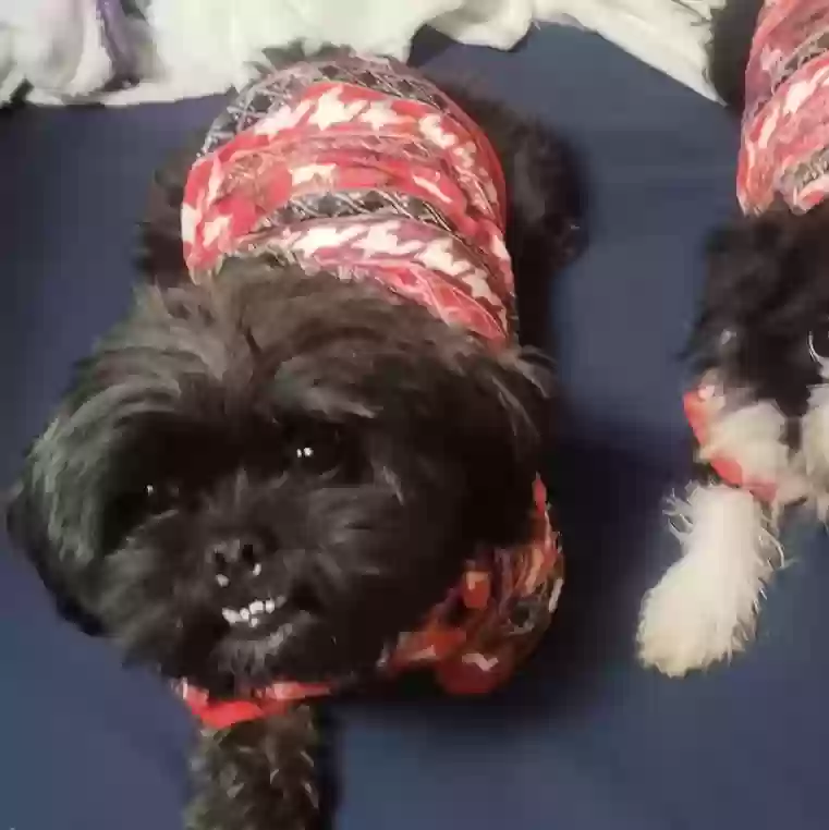Lost dog in Gary, IN, 46403