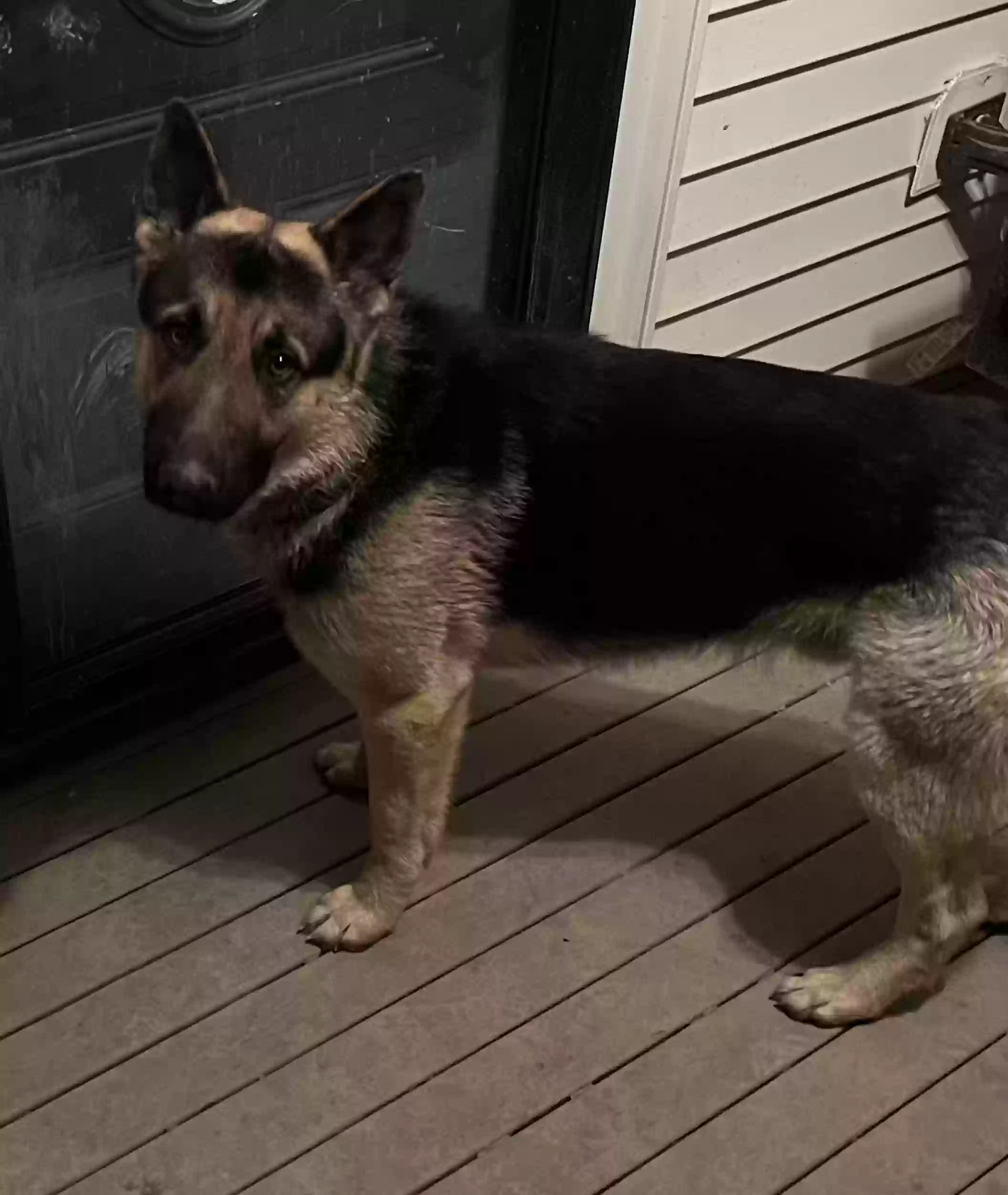 Found dog in Alexandria, KY, 41001