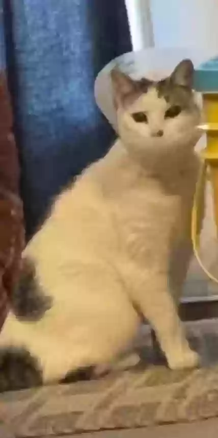 Lost cat in Virginia Beach, VA, 23454