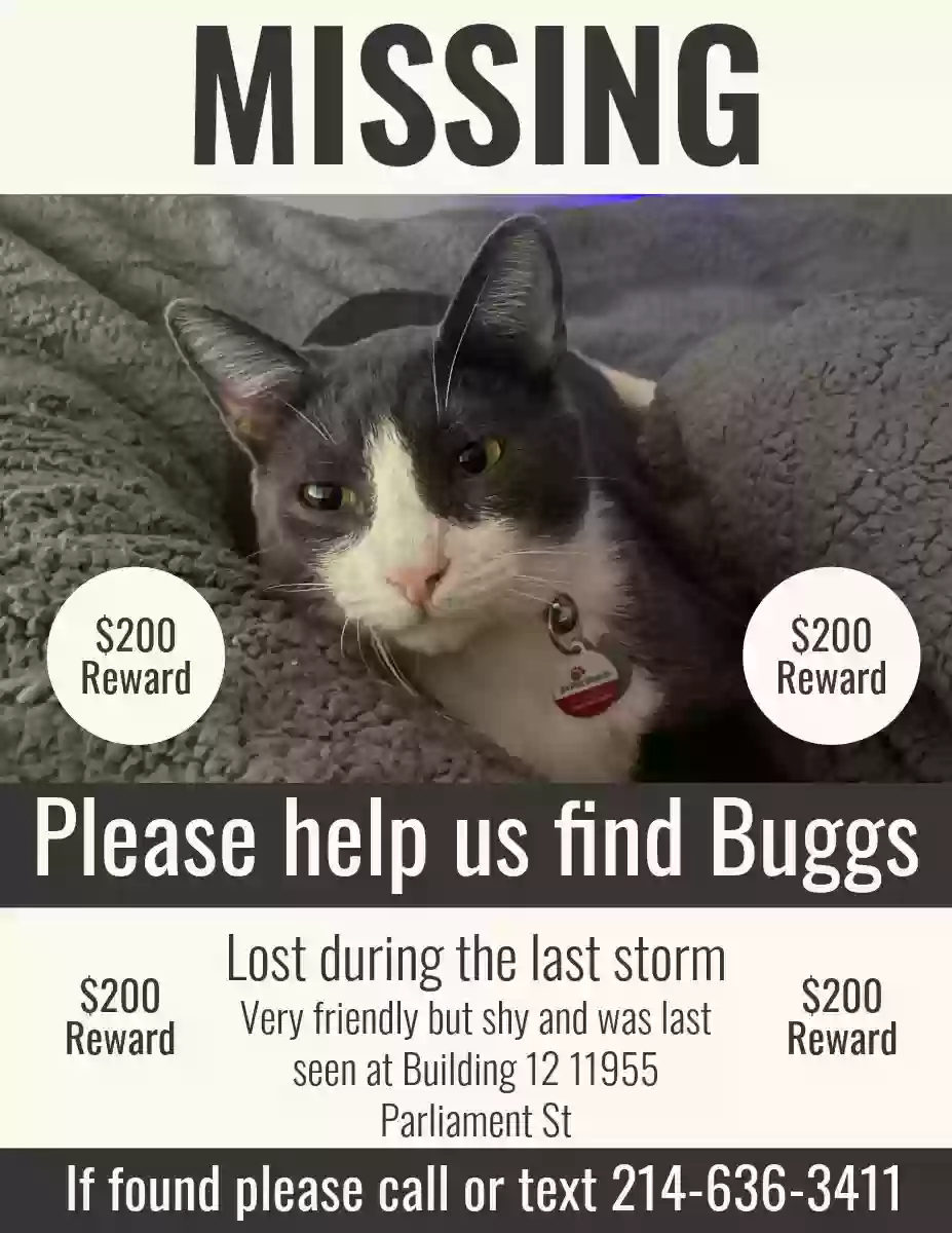 Lost cat in San Antonio, TX, 78216