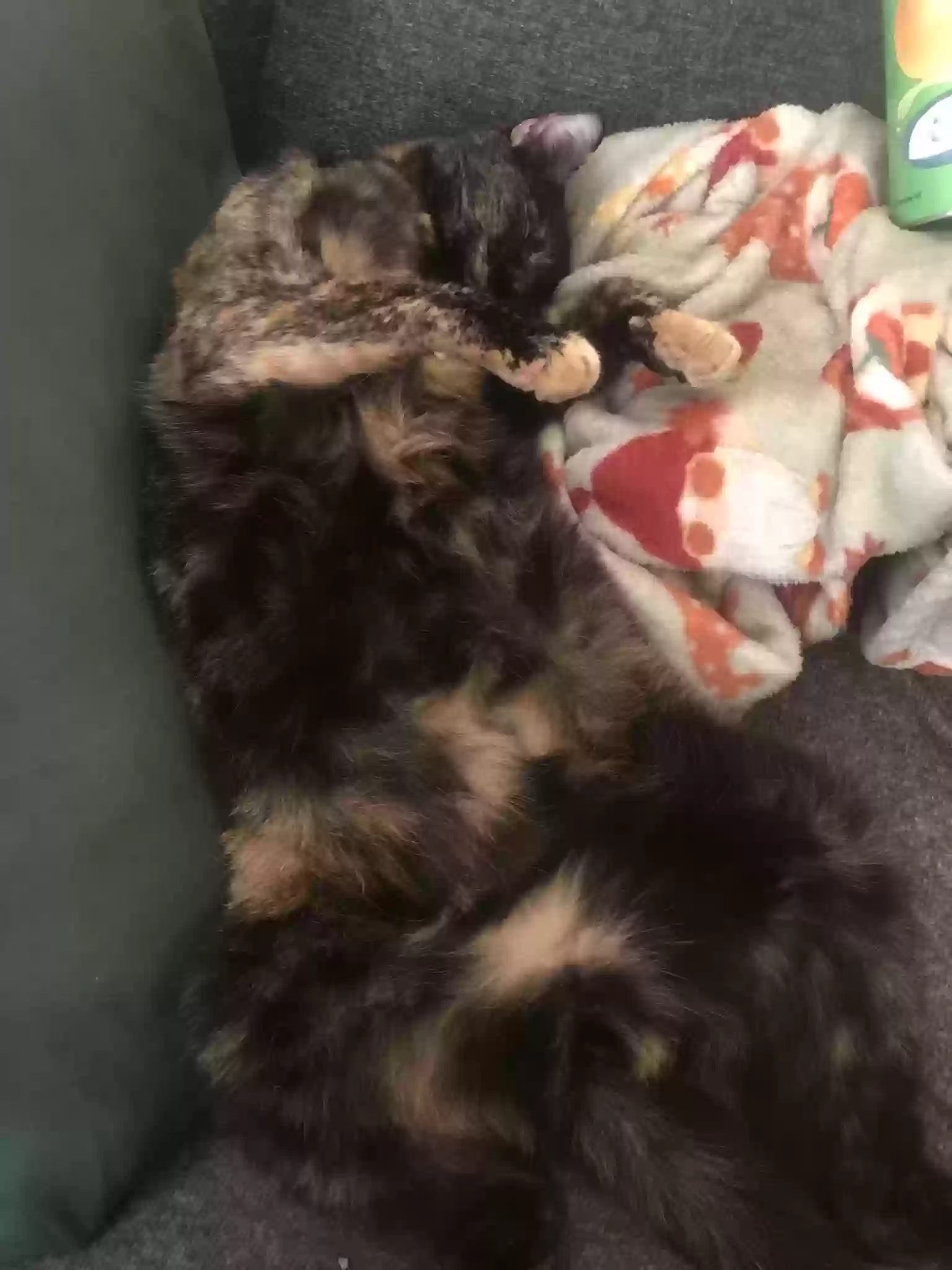 Lost cat in North Little Rock, AR, 72118
