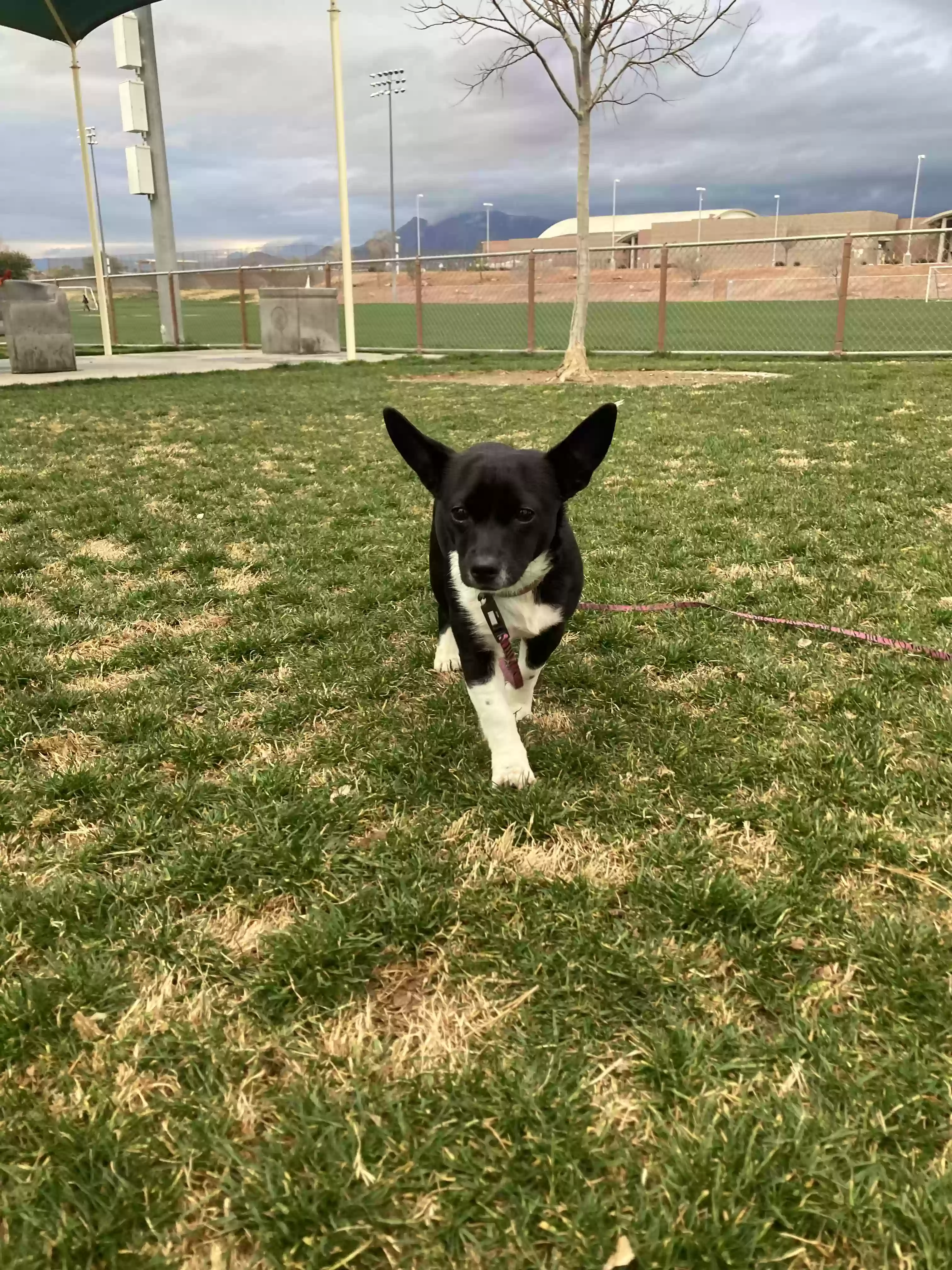 Lost dog in Las Vegas, NV, 89131