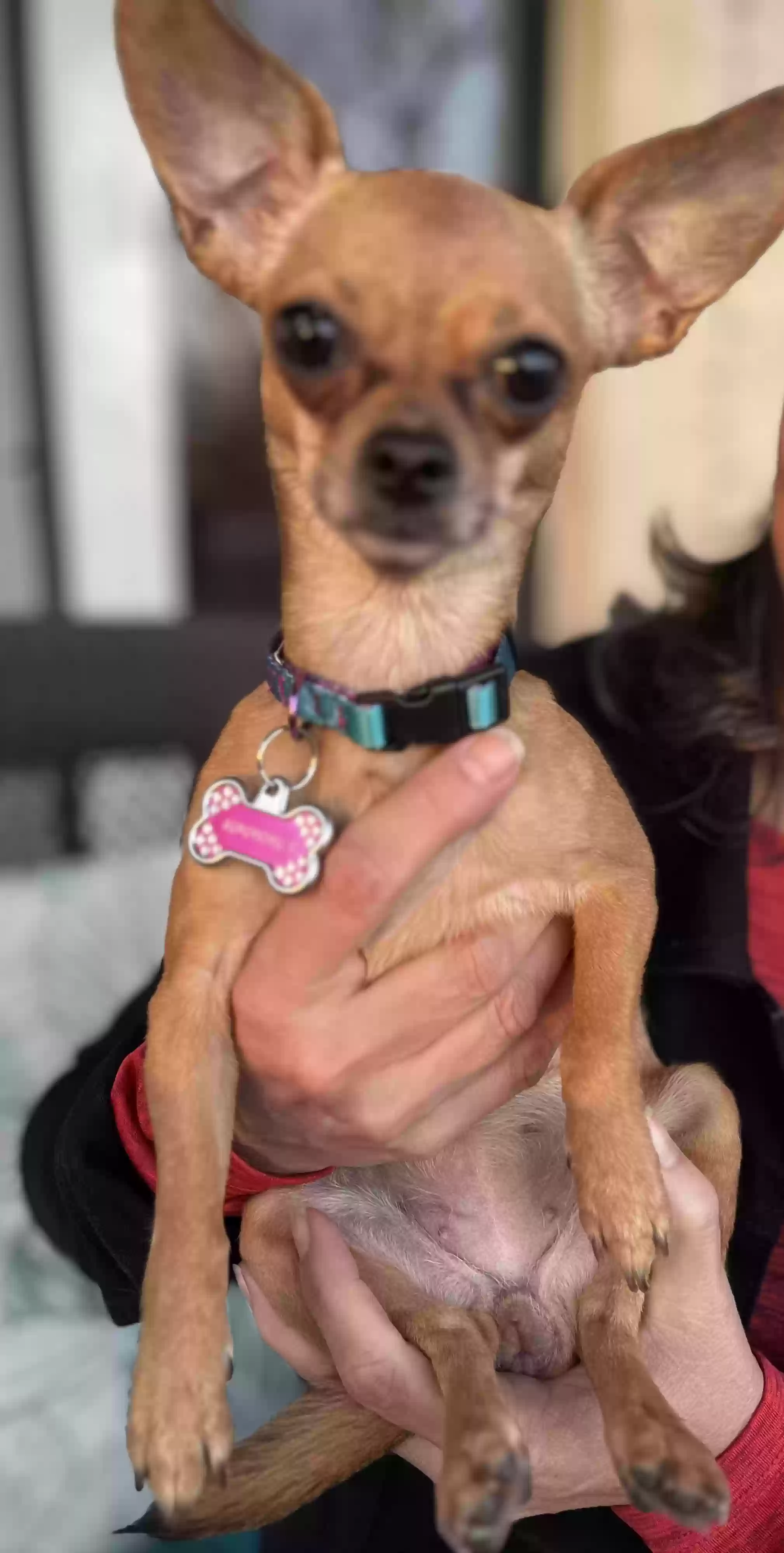 Lost dog in New Braunfels, TX, 78130