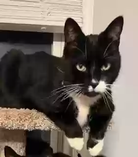 Lost cat in Charlotte, NC, 28214