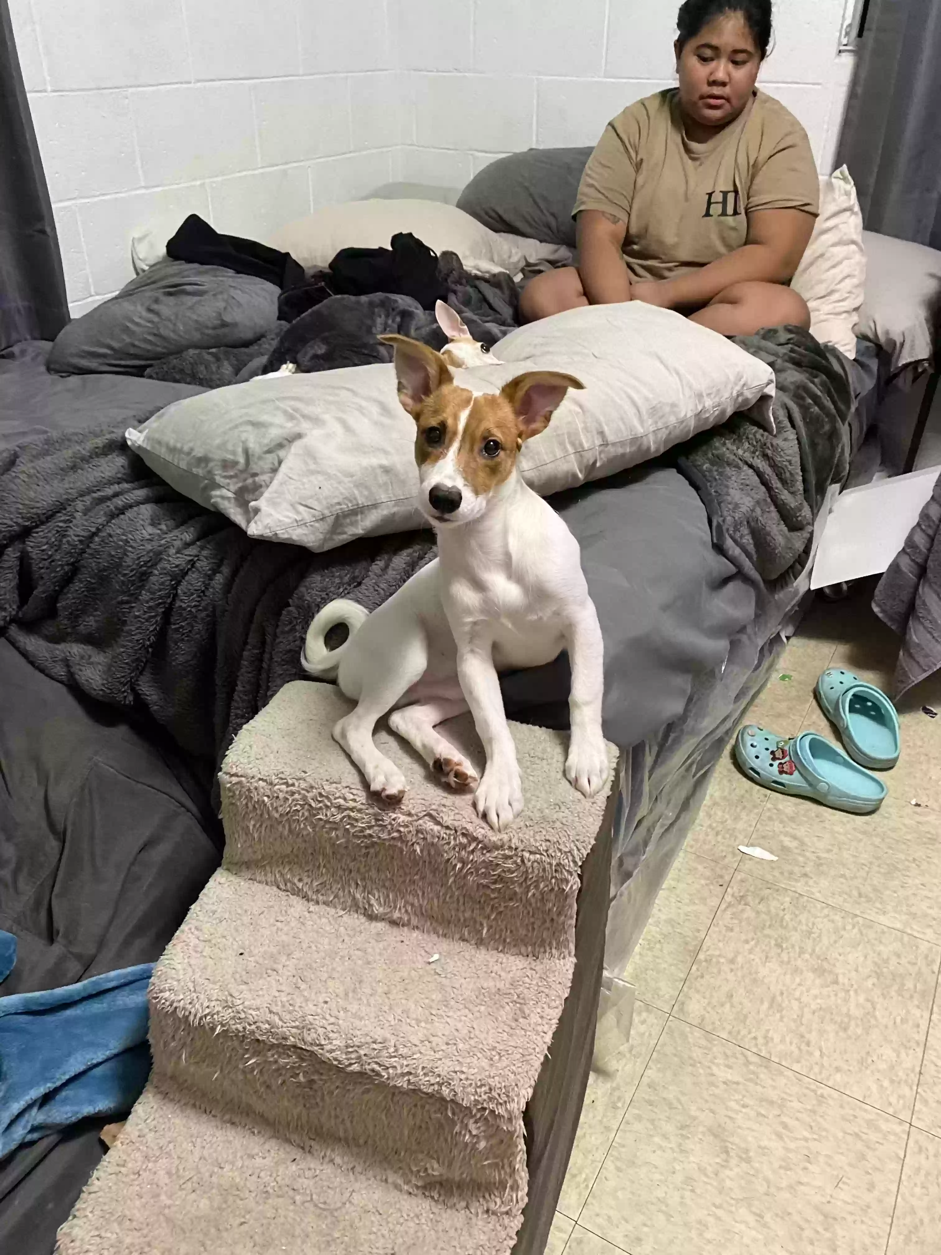 Lost dog in Waipahu, HI, 96797