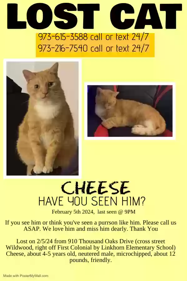 Lost cat in Virginia Beach, VA, 23454