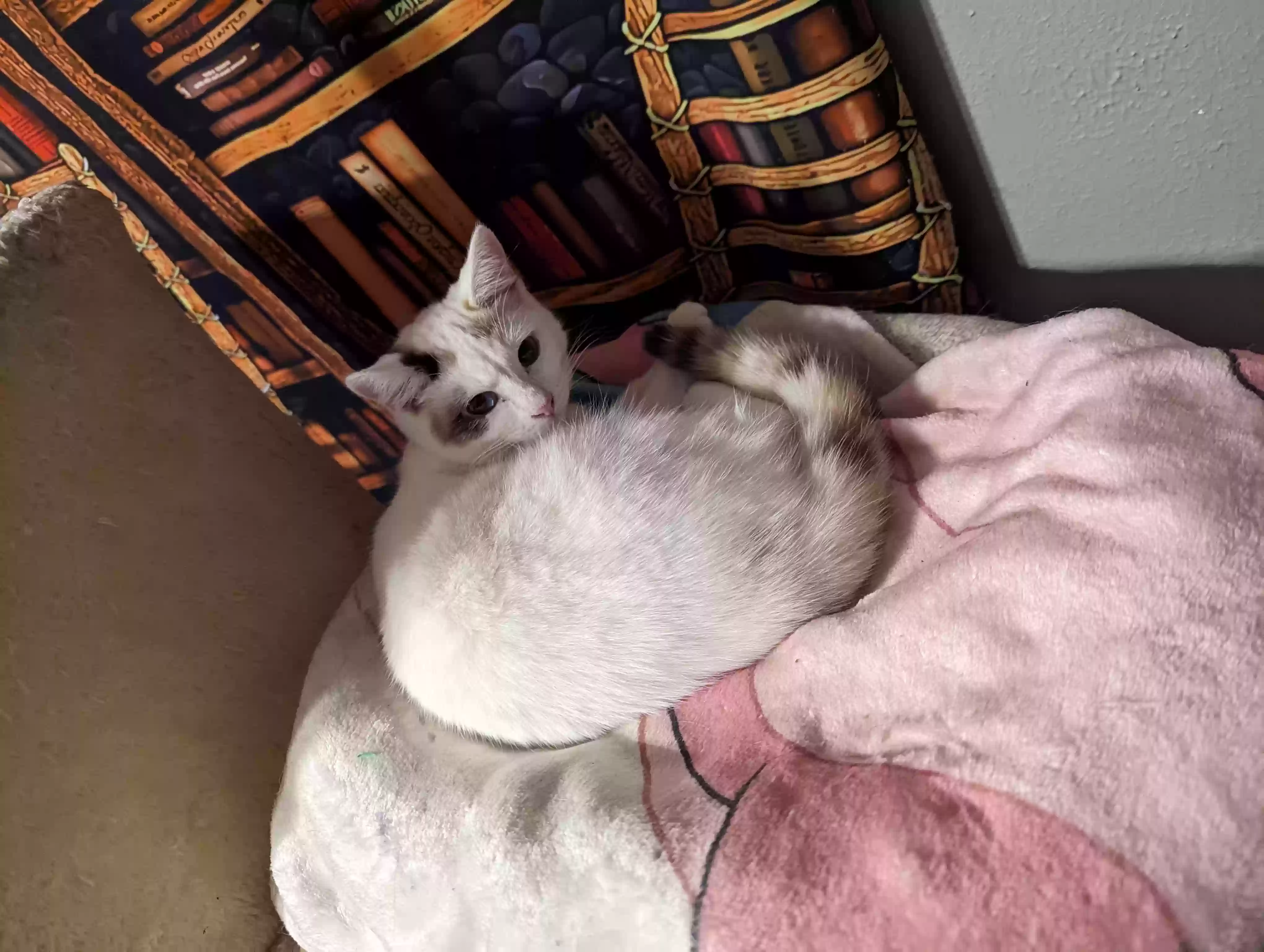 Lost cat in Hemet, CA, 92544