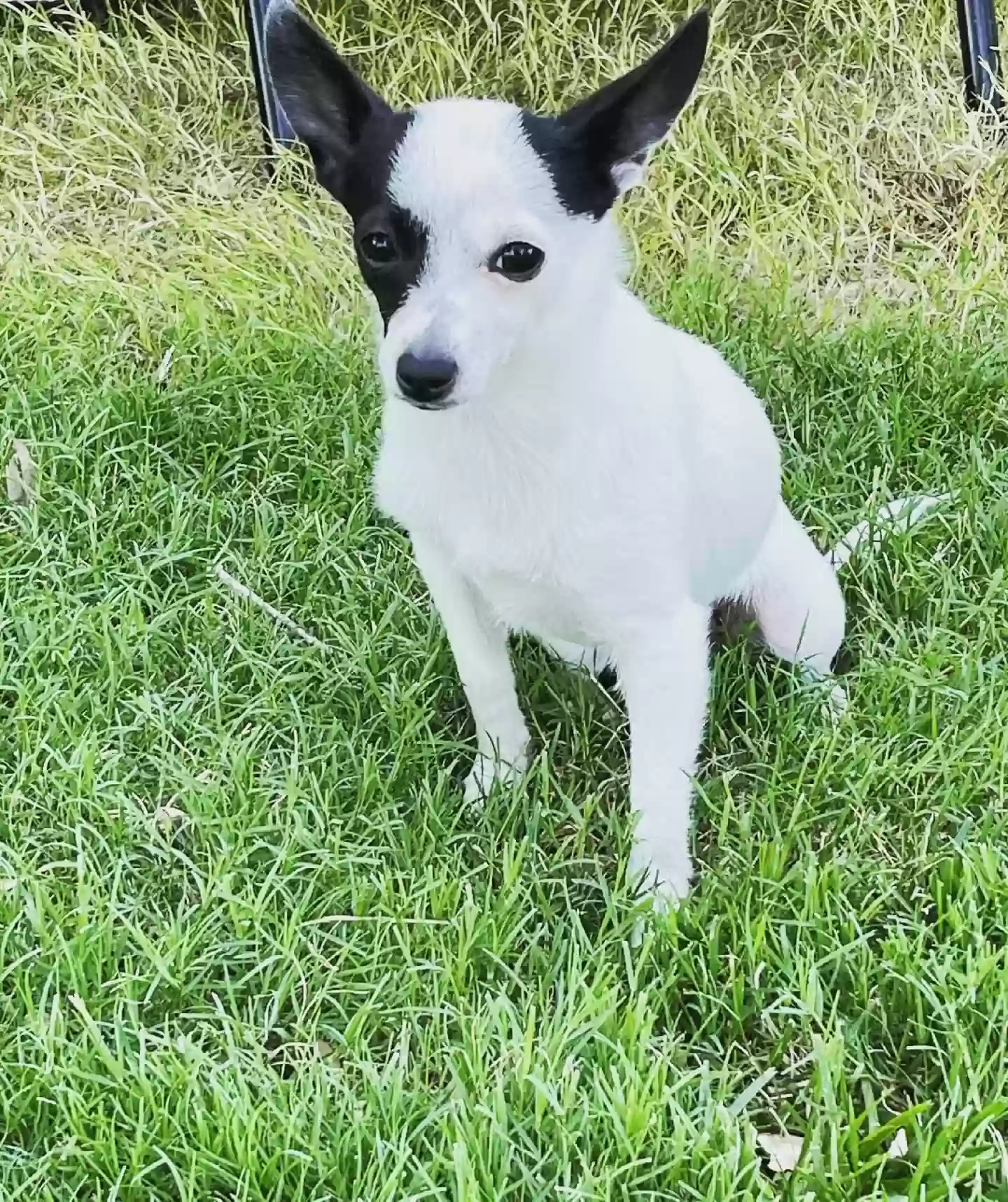 Lost dog in Mckinney, TX, 75071