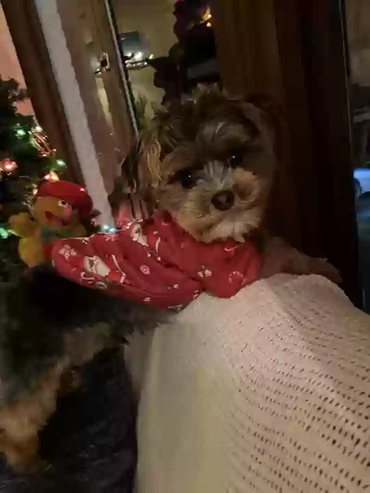 Lost dog in San Francisco, CA, 94134