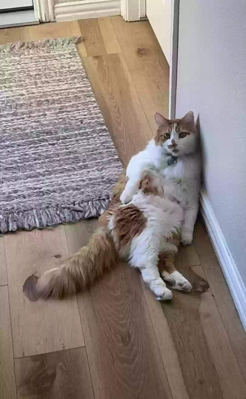 Lost cat in Rockwall, TX, 75087