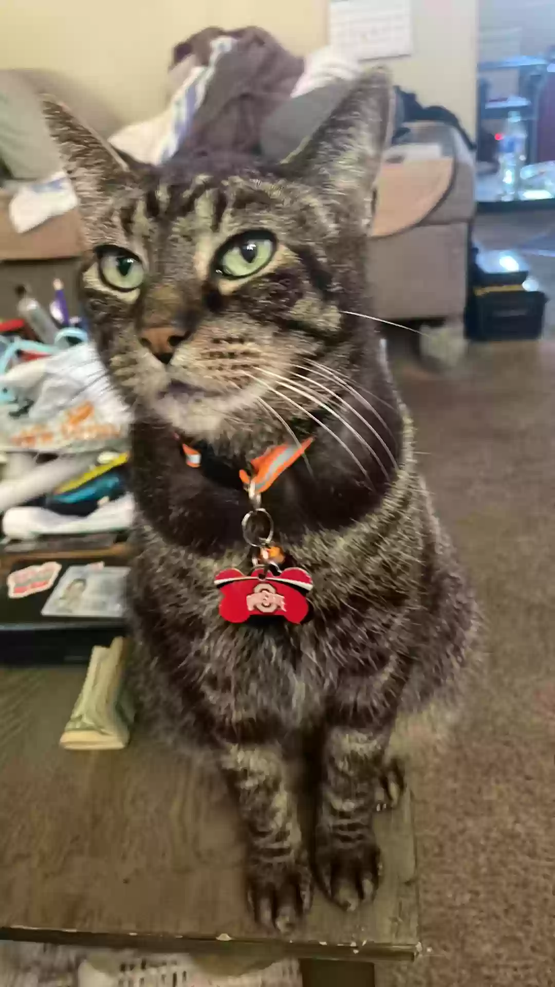 Lost cat in Columbus, OH, 43228