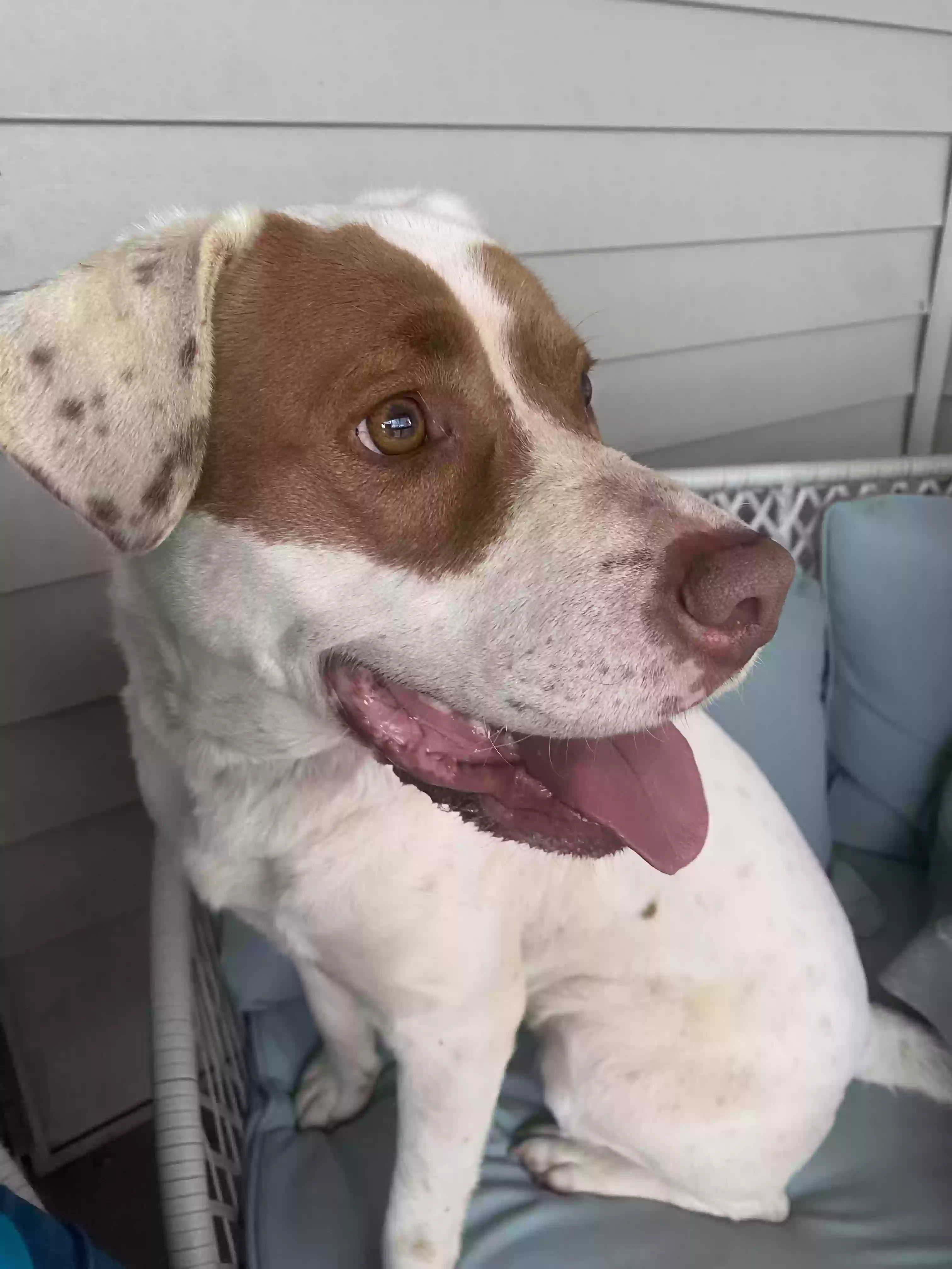 Found dog in Lagrange, GA, 30240
